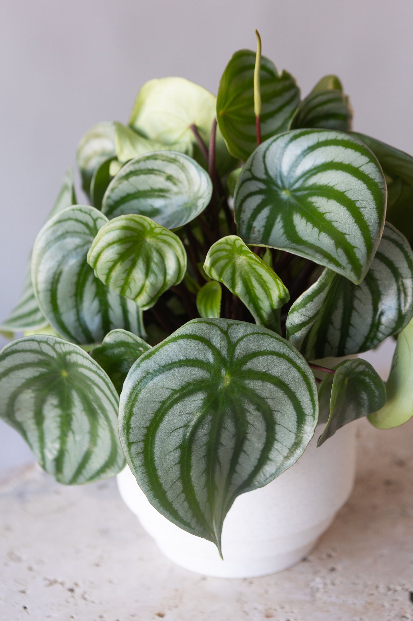 PEPEROMIA WATERMELON PLANT