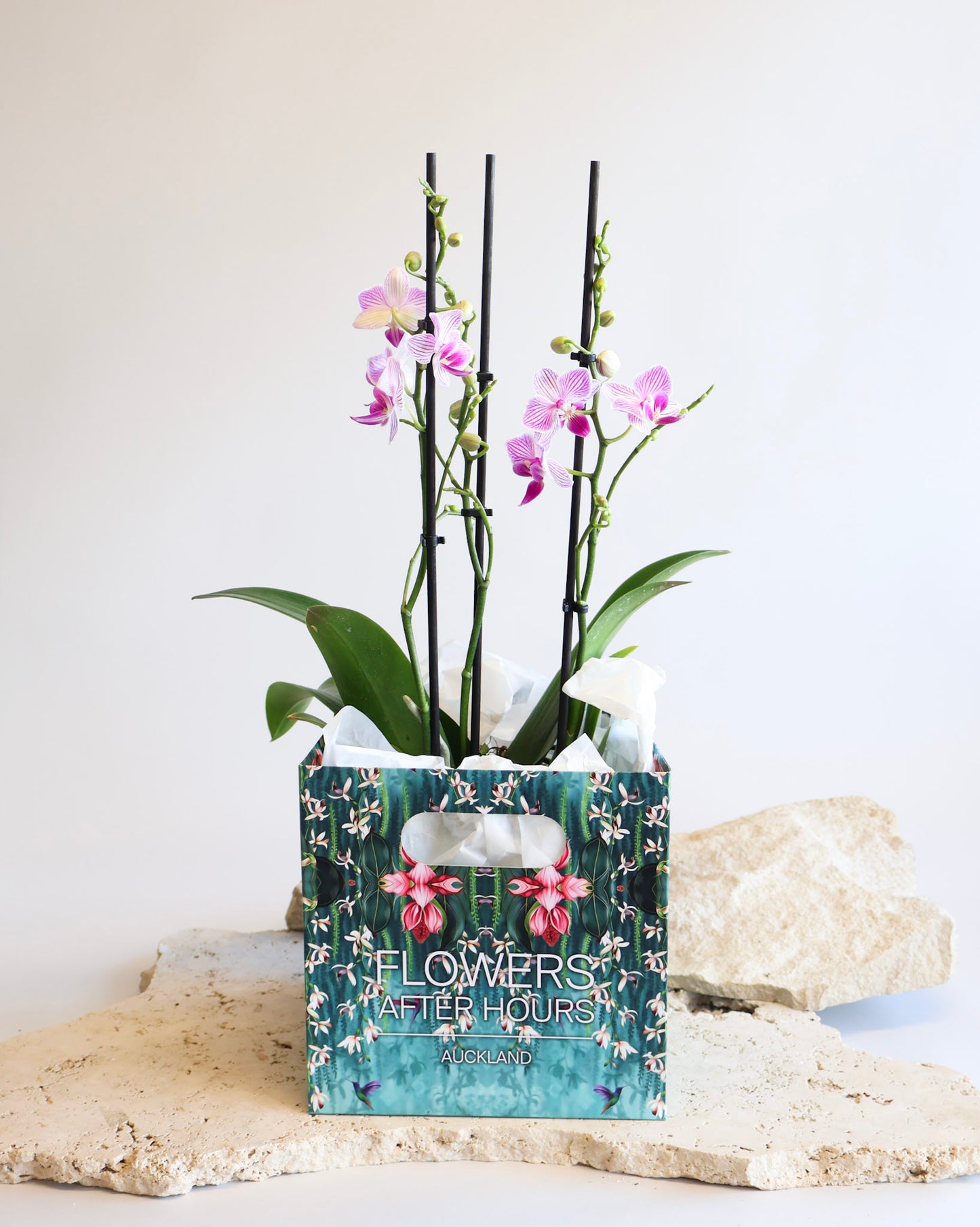 WEEKEND SPECIAL: PINK MOSAIC PHALAENOPSIS ORCHID