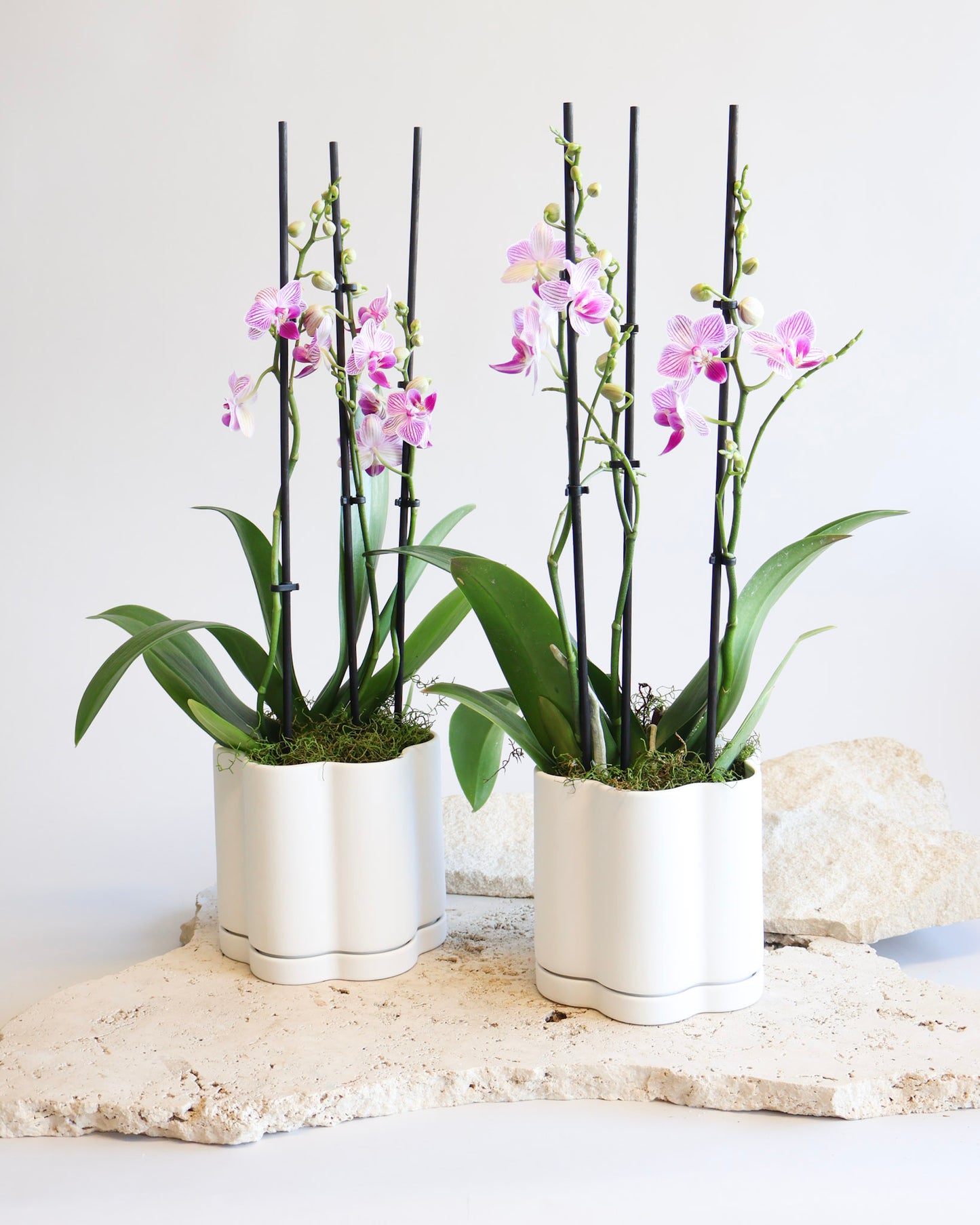 WEEKEND SPECIAL: PINK MOSAIC PHALAENOPSIS ORCHID