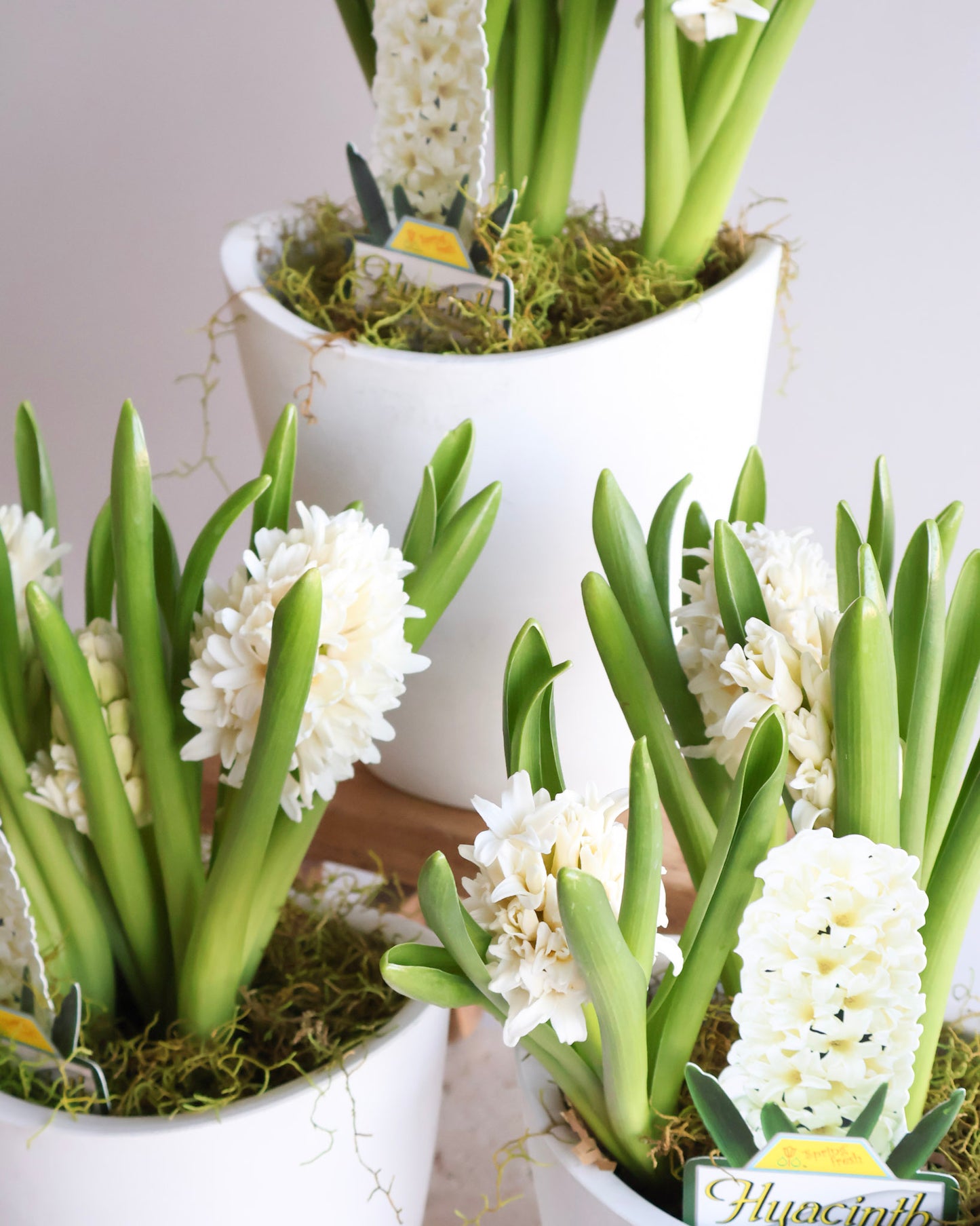 WEEKEND SPECIAL: WHITE HYACINTH PLANT