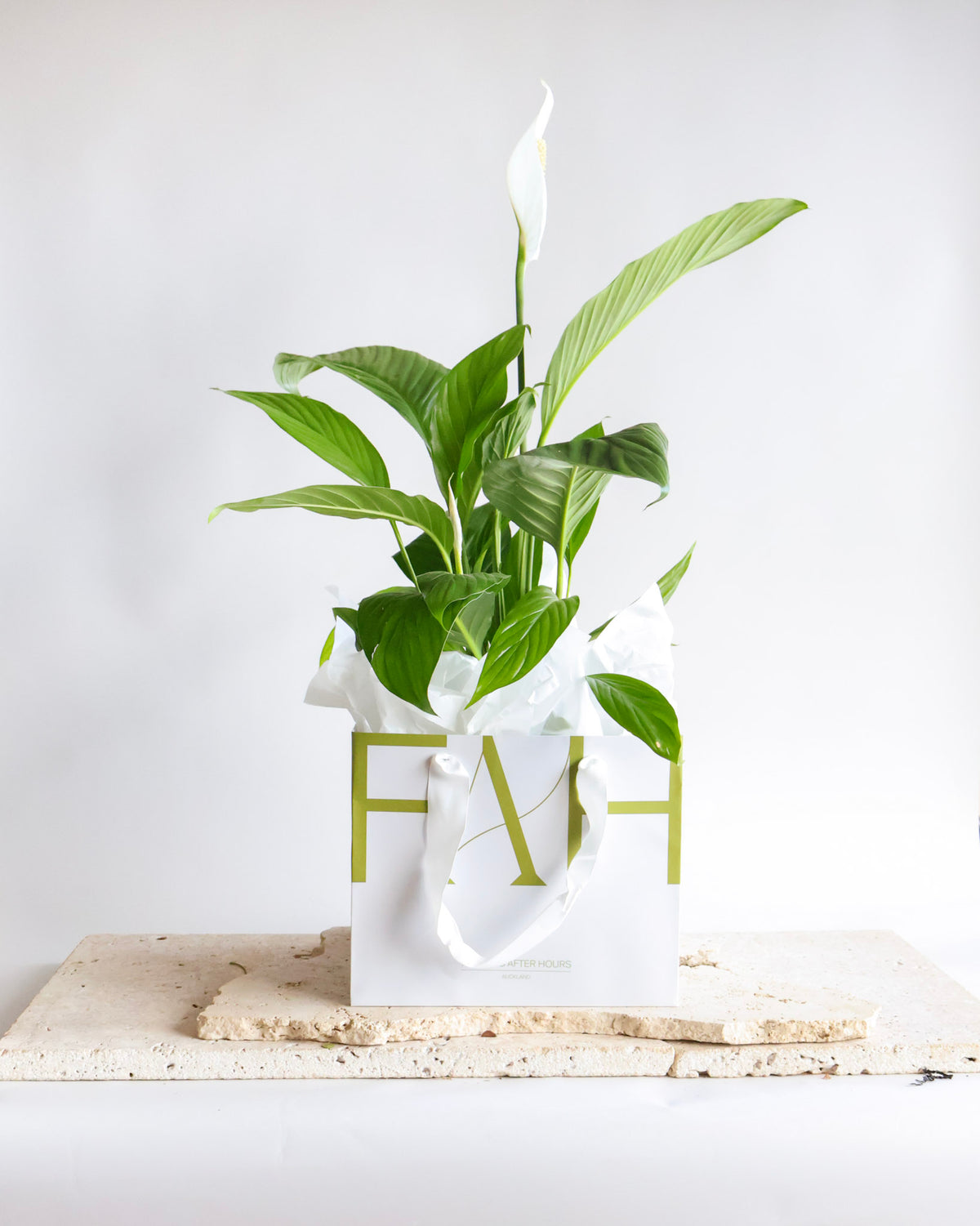 WEEKEND SPECIAL: GRANDE PEACE LILY PLANT