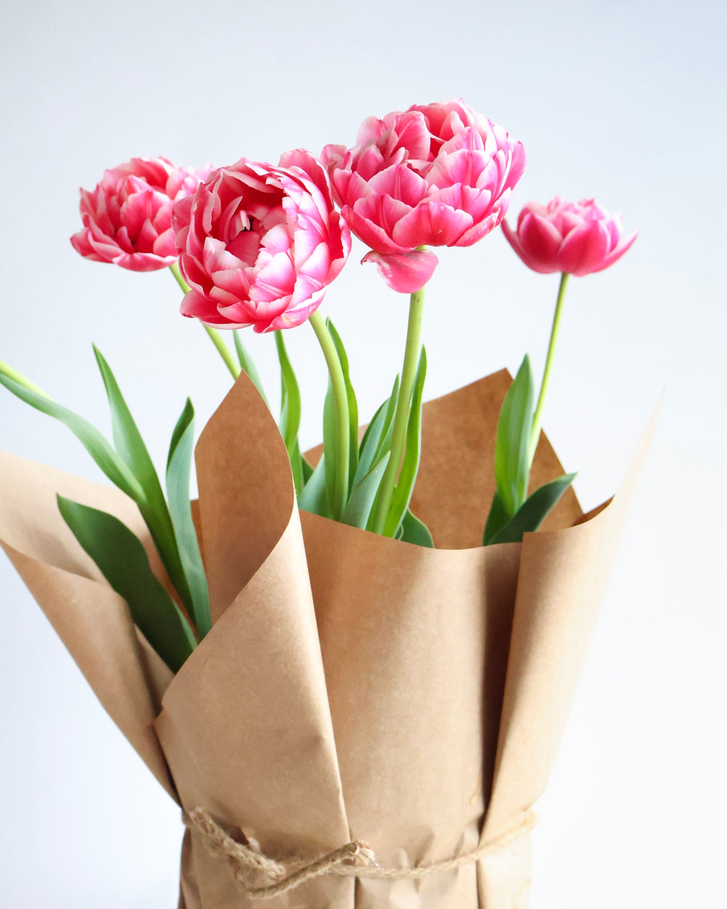 WEEKEND SPECIAL: POTTED PEONY TULIPS PLANT