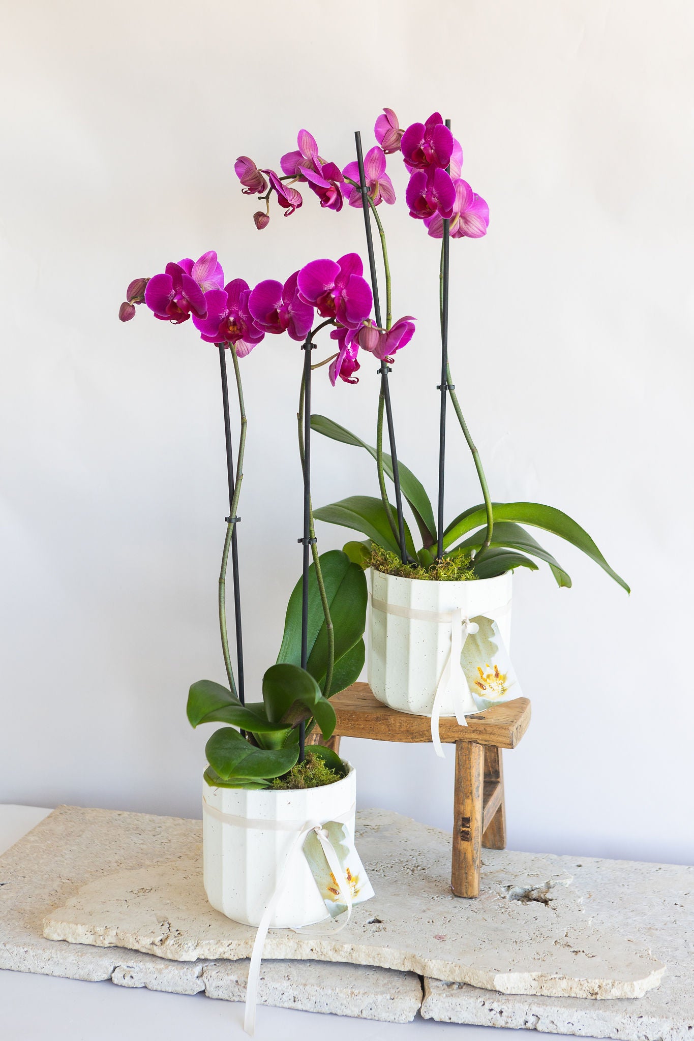 DOUBLE STEM PHALAENOPIS PLANT: FUCHSIA
