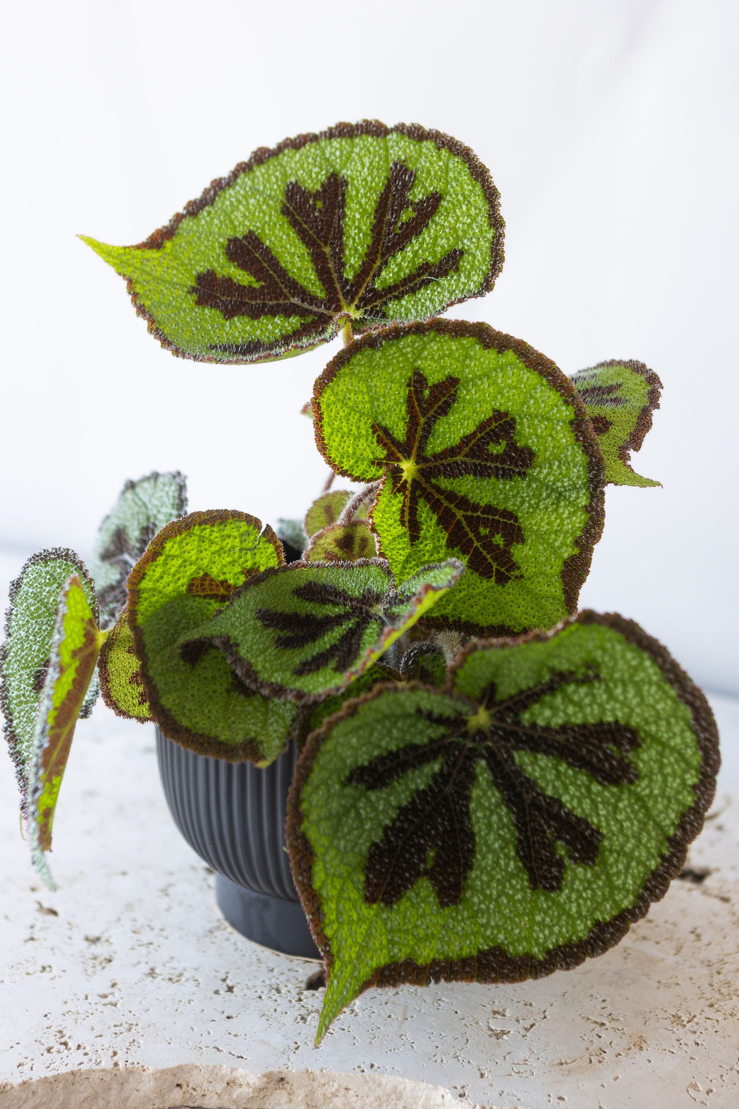 BEGONIA MOUNTAIN PLANT