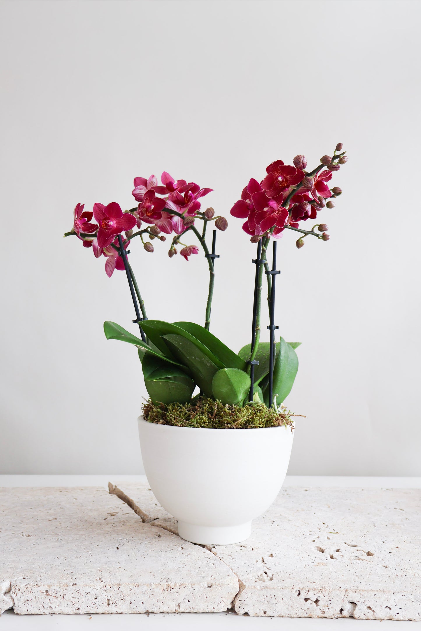 WEEKEND SPECIAL: MAGENTA ORCHID BOWL