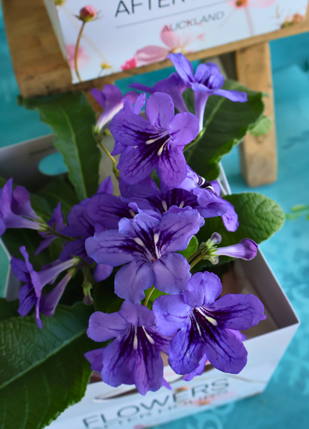 MOTHER'S DAY MID WEEK DEAL: PURPLE/PINK CAPE PRIMROSE PLANT