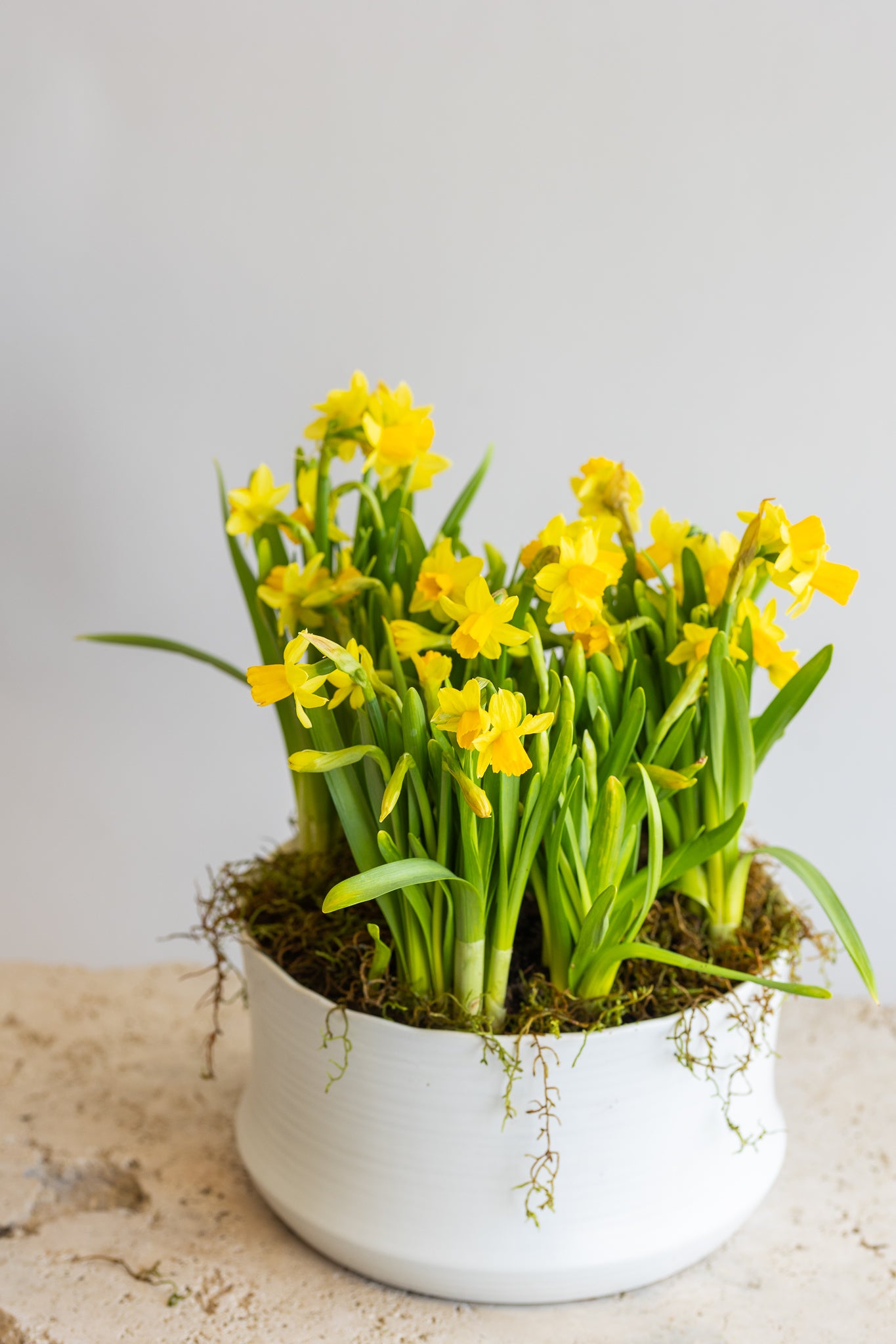 TÊTE-À-TÊTE TRIPLE DAFFODIL BOWL