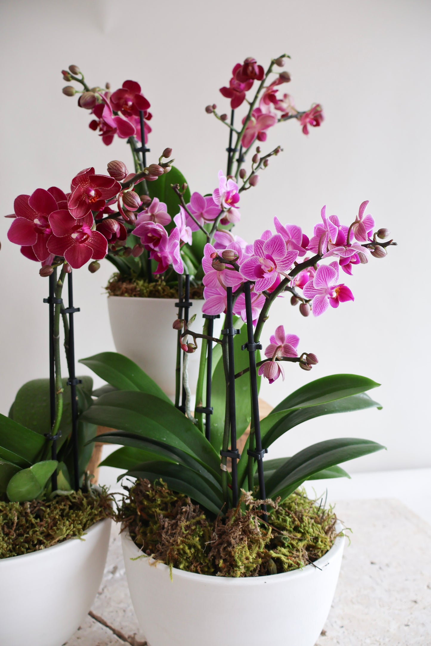 WEEKEND SPECIAL: MAGENTA ORCHID BOWL