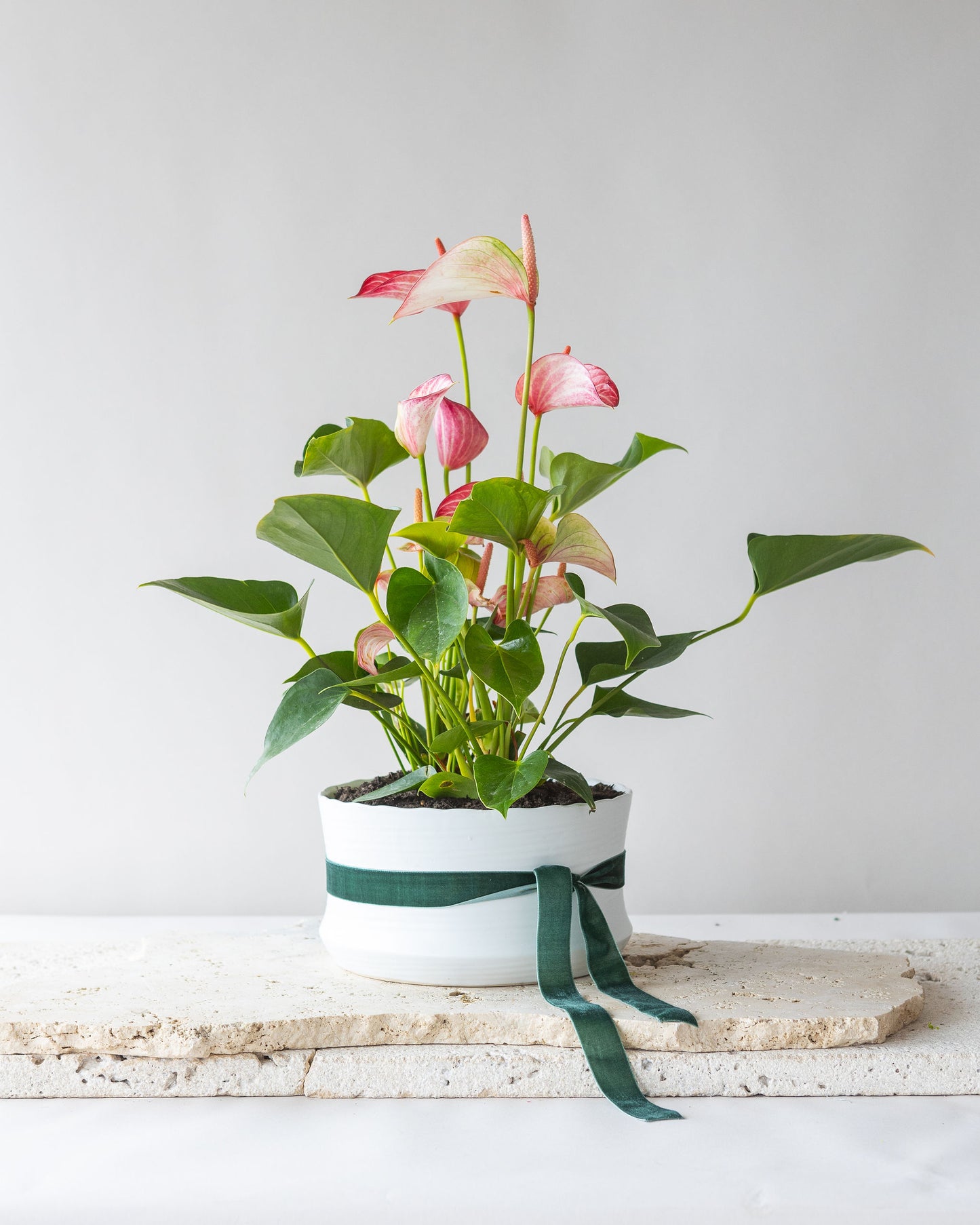 ANTHURIUM LIVIUM