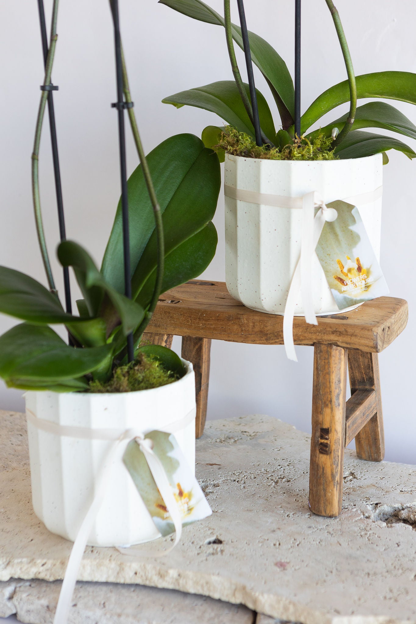 DOUBLE STEM PHALAENOPIS PLANT: FUCHSIA