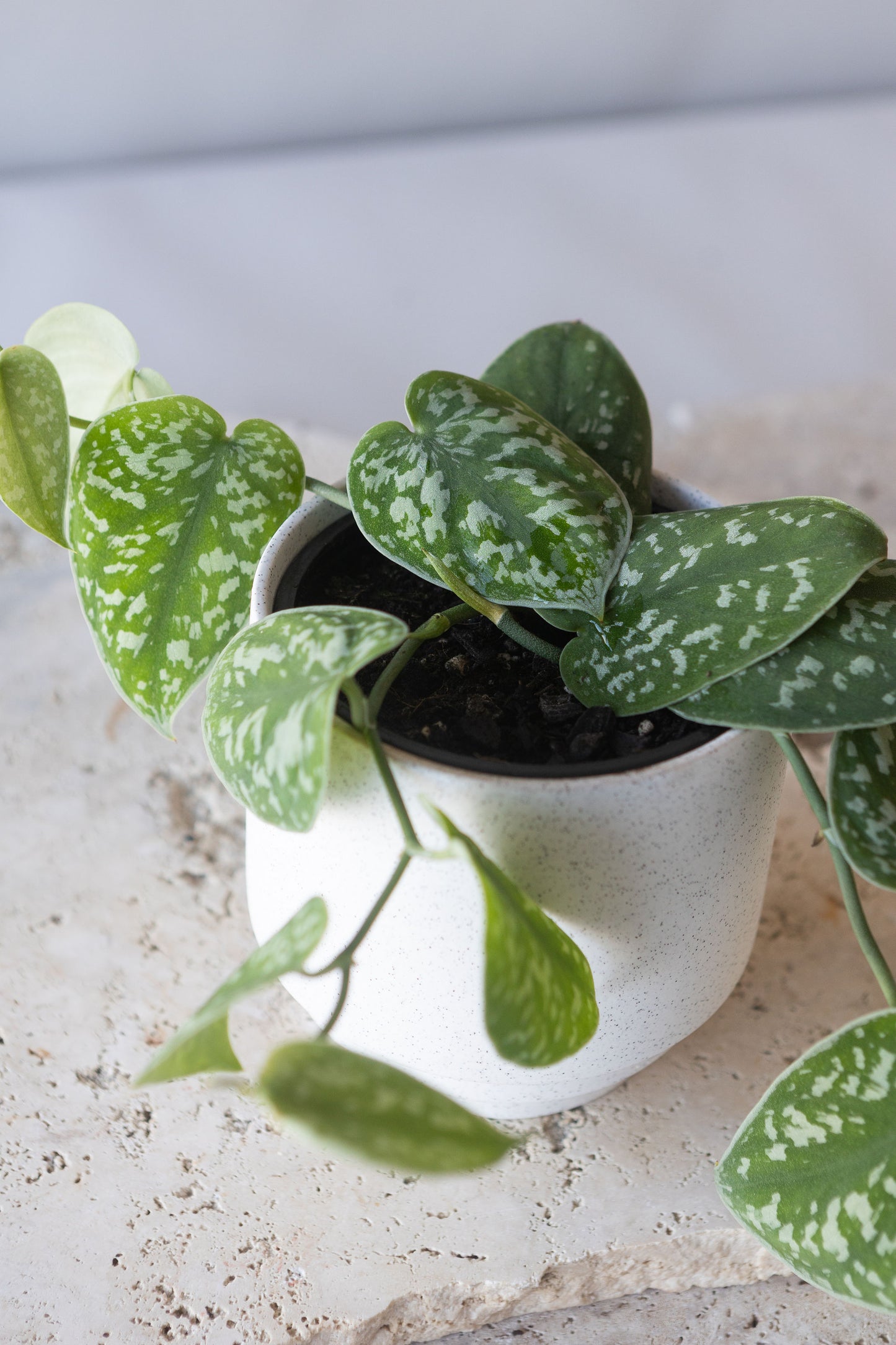 SATIN POTHOS PLANT