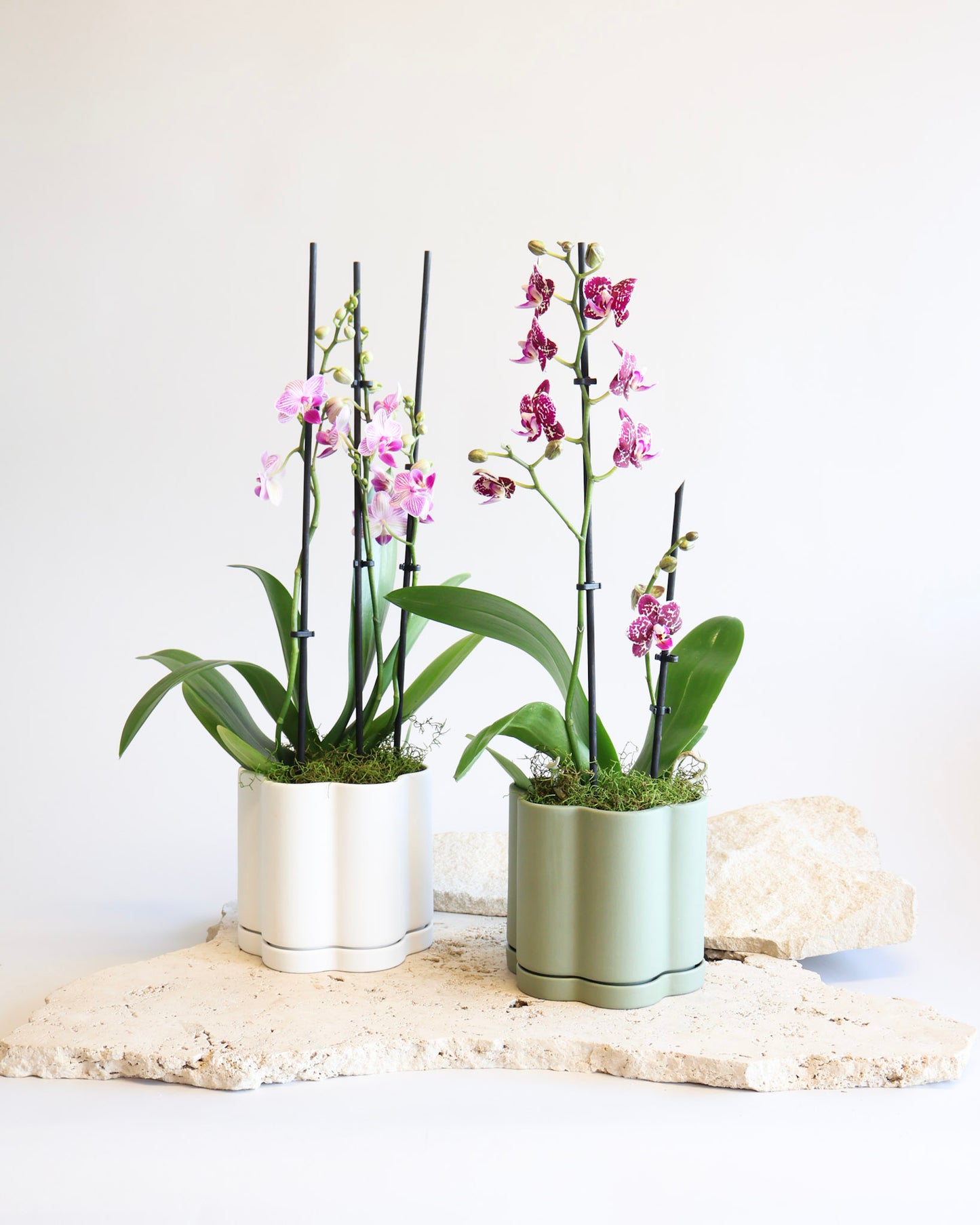 WEEKEND SPECIAL: PINK MOSAIC PHALAENOPSIS ORCHID
