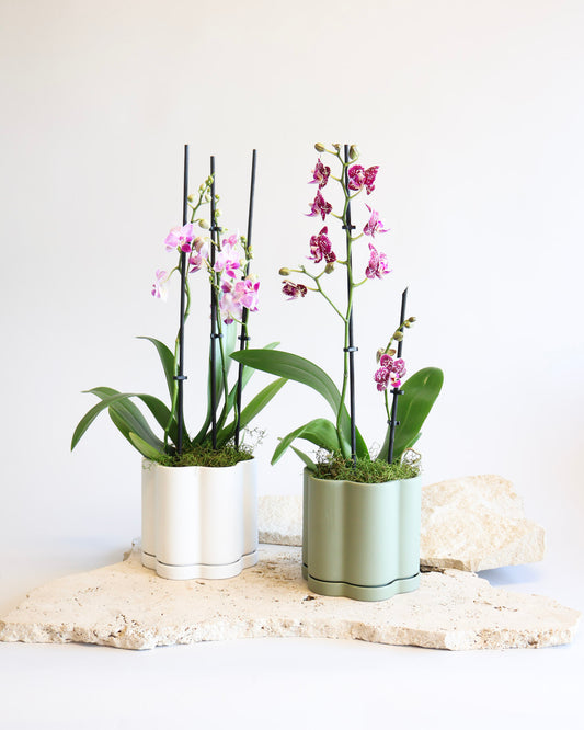 WEEKEND SPECIAL: PINK MOSAIC PHALAENOPSIS ORCHID
