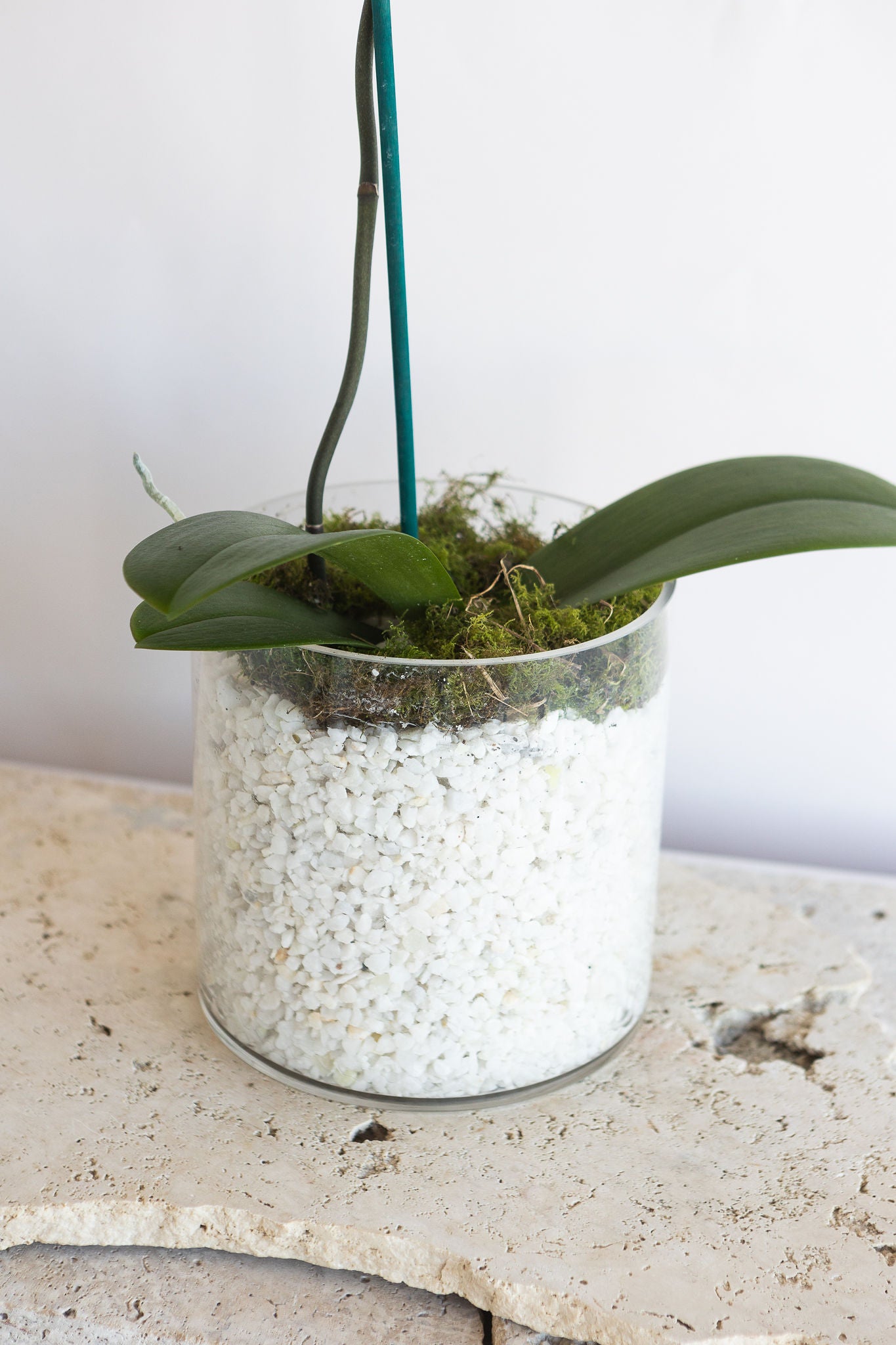 LARGE PHALAENOPIS ORCHID PLANT: WHITE