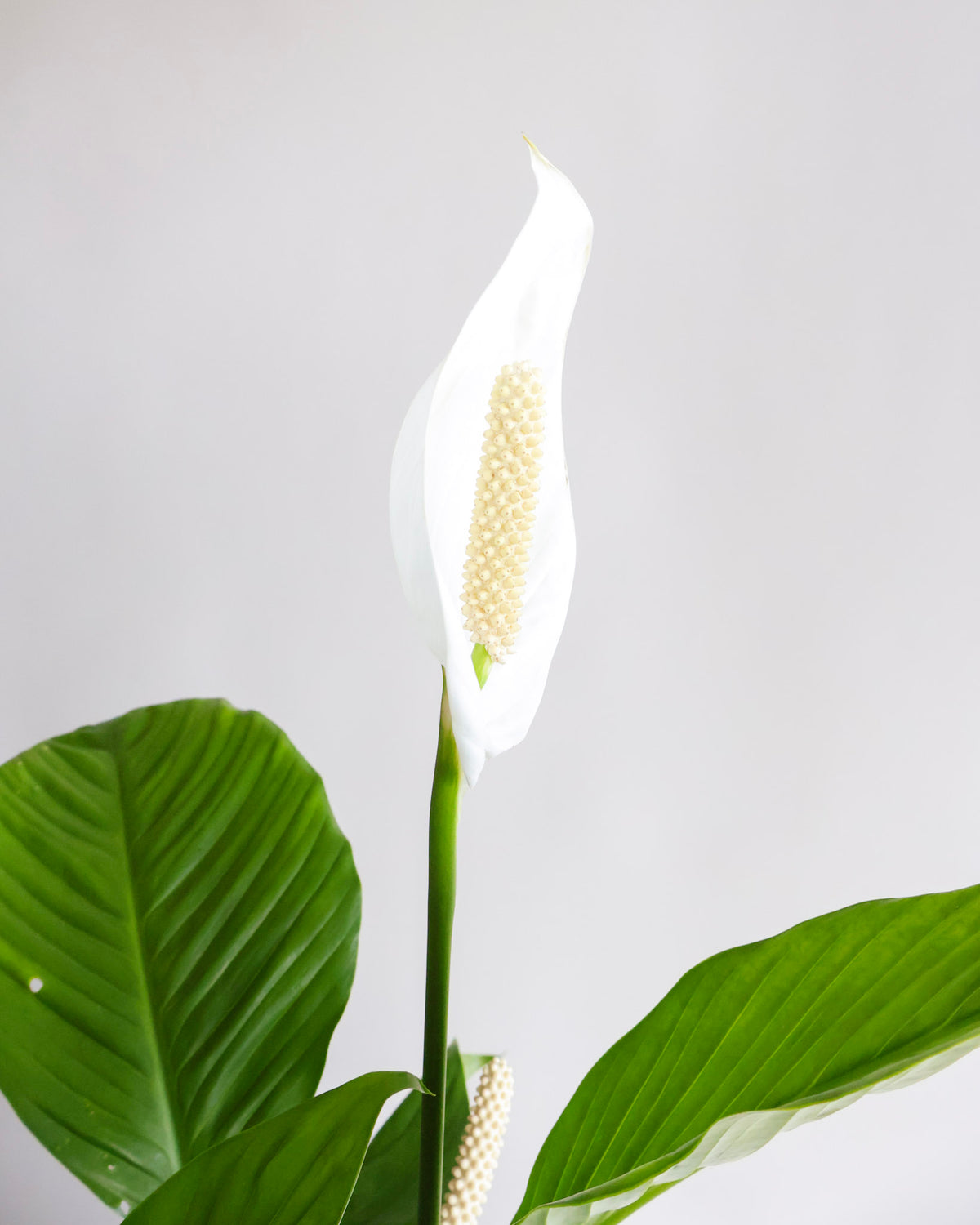 WEEKEND SPECIAL: GRANDE PEACE LILY PLANT