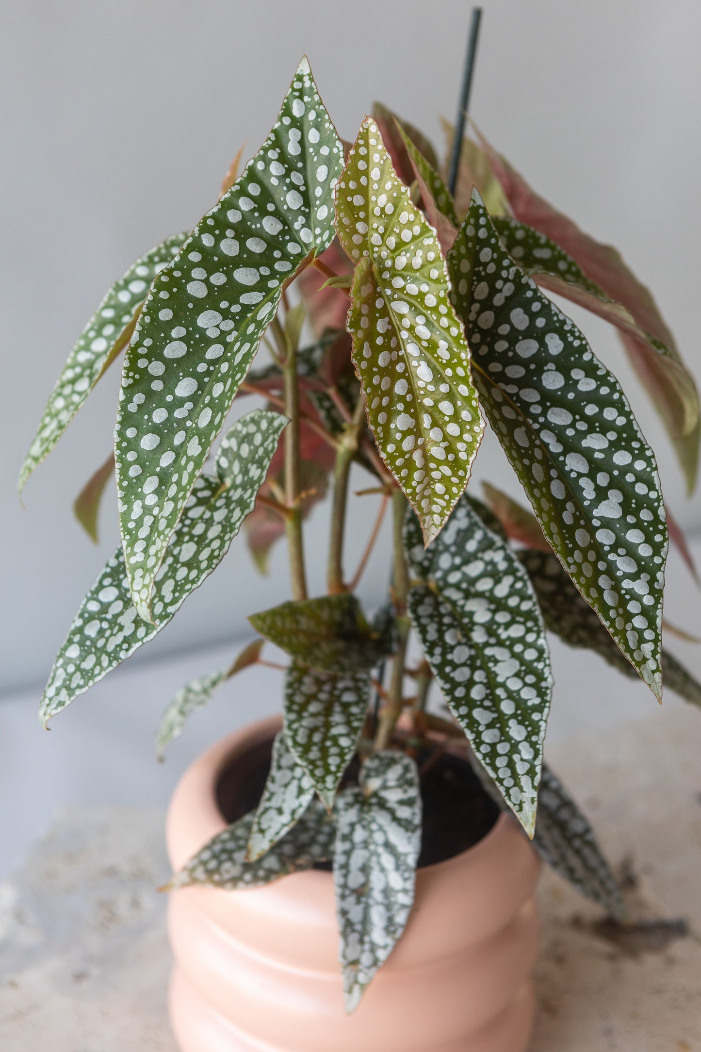 BEGONIA HOTSPOT PLANT