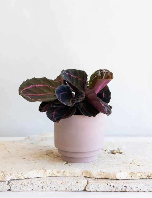 CALATHEA DOTTIE