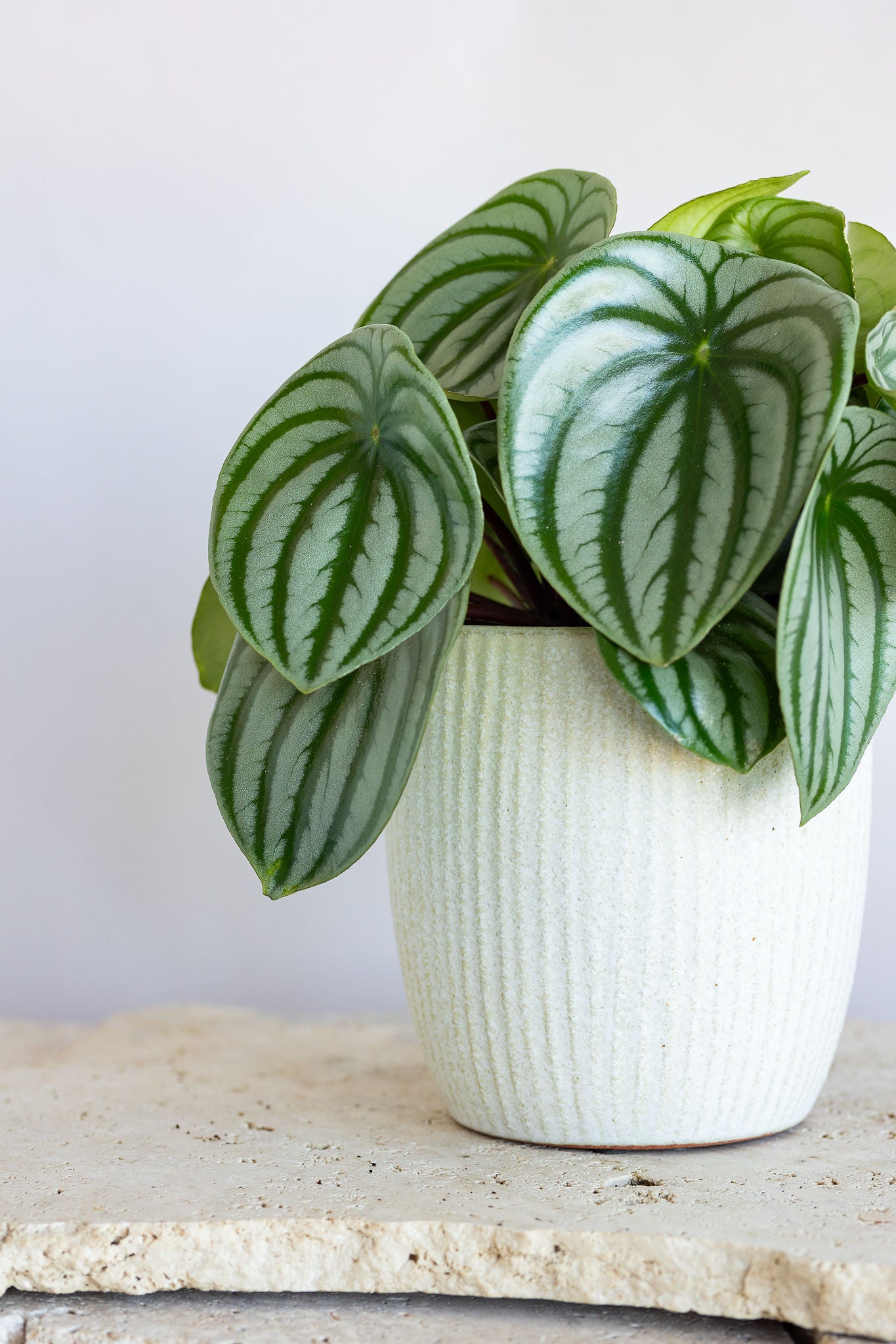 PEPEROMIA WATERMELON PLANT