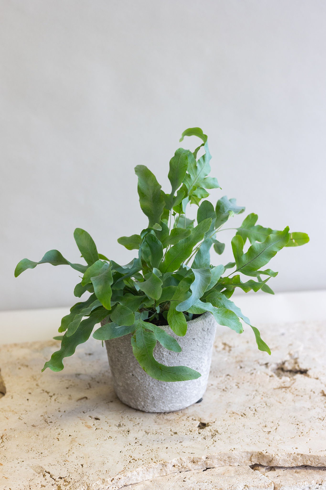 PETITE BLUE STAR FERN PLANT