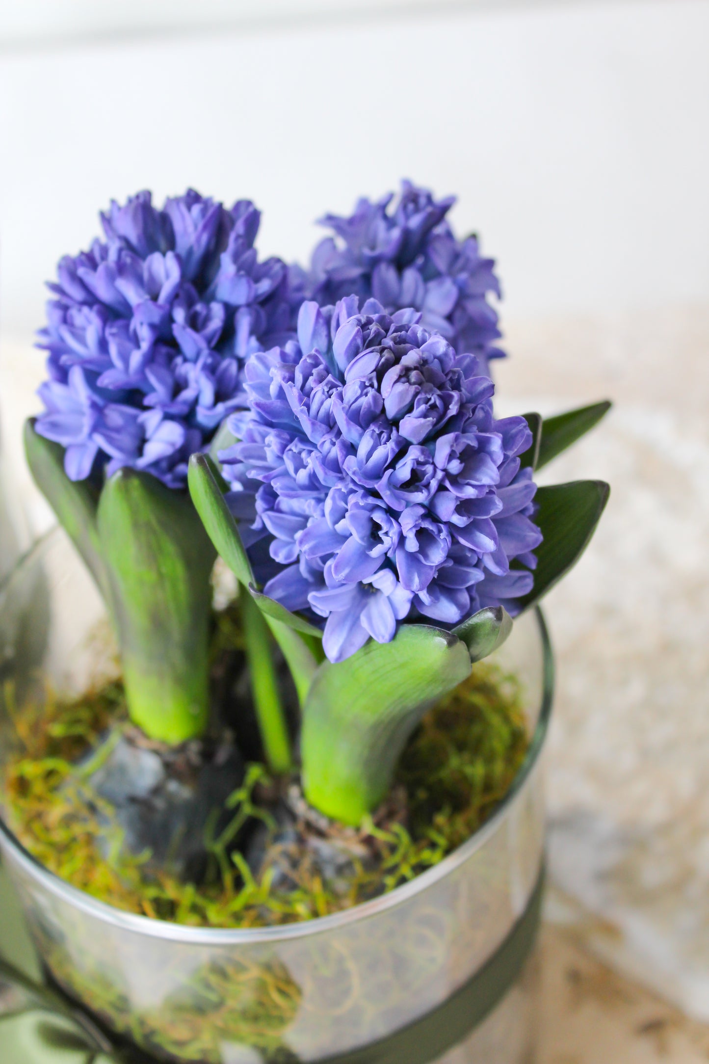 HYACINTH PLANTS