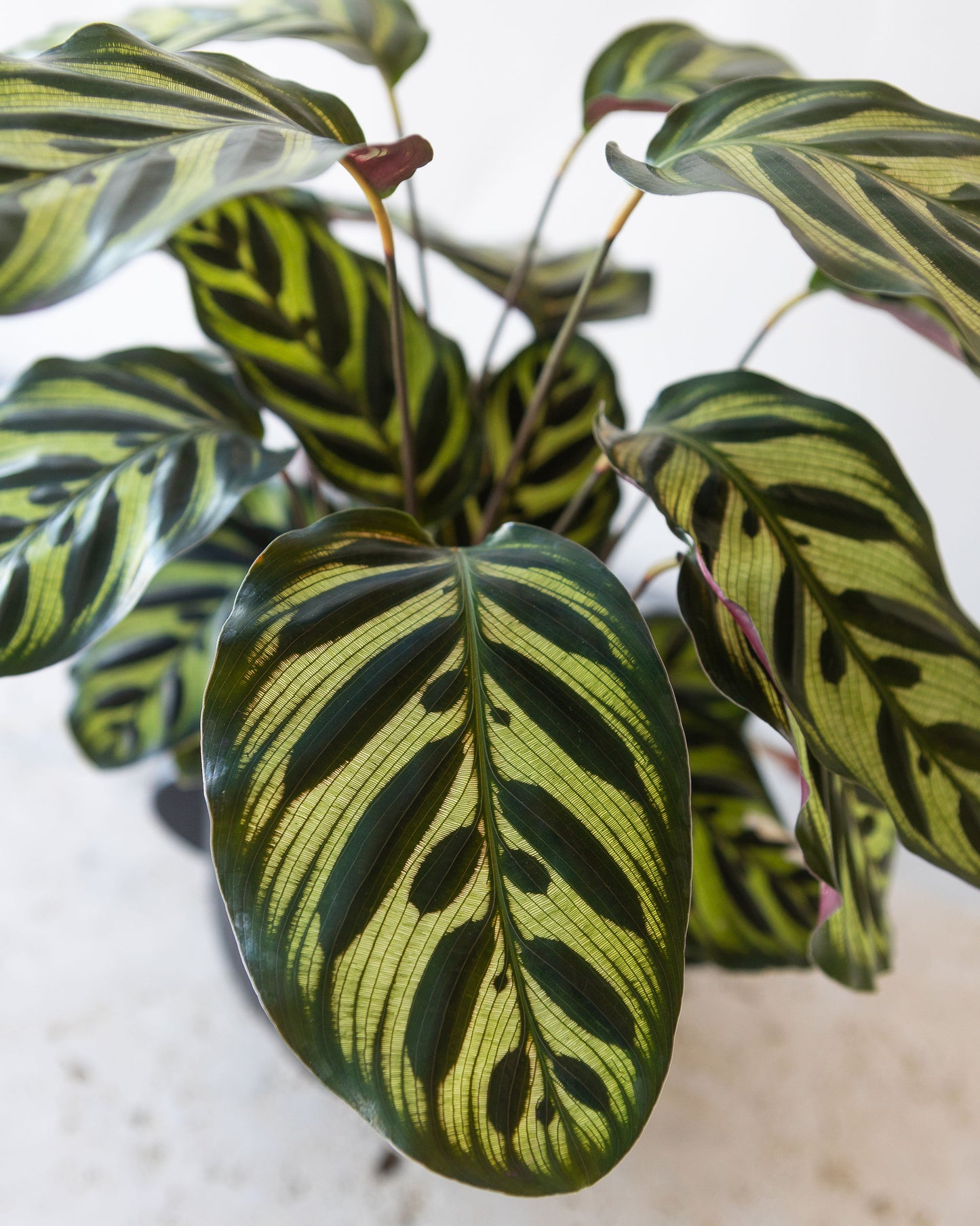 CALATHEA MAKOYANA PLANT