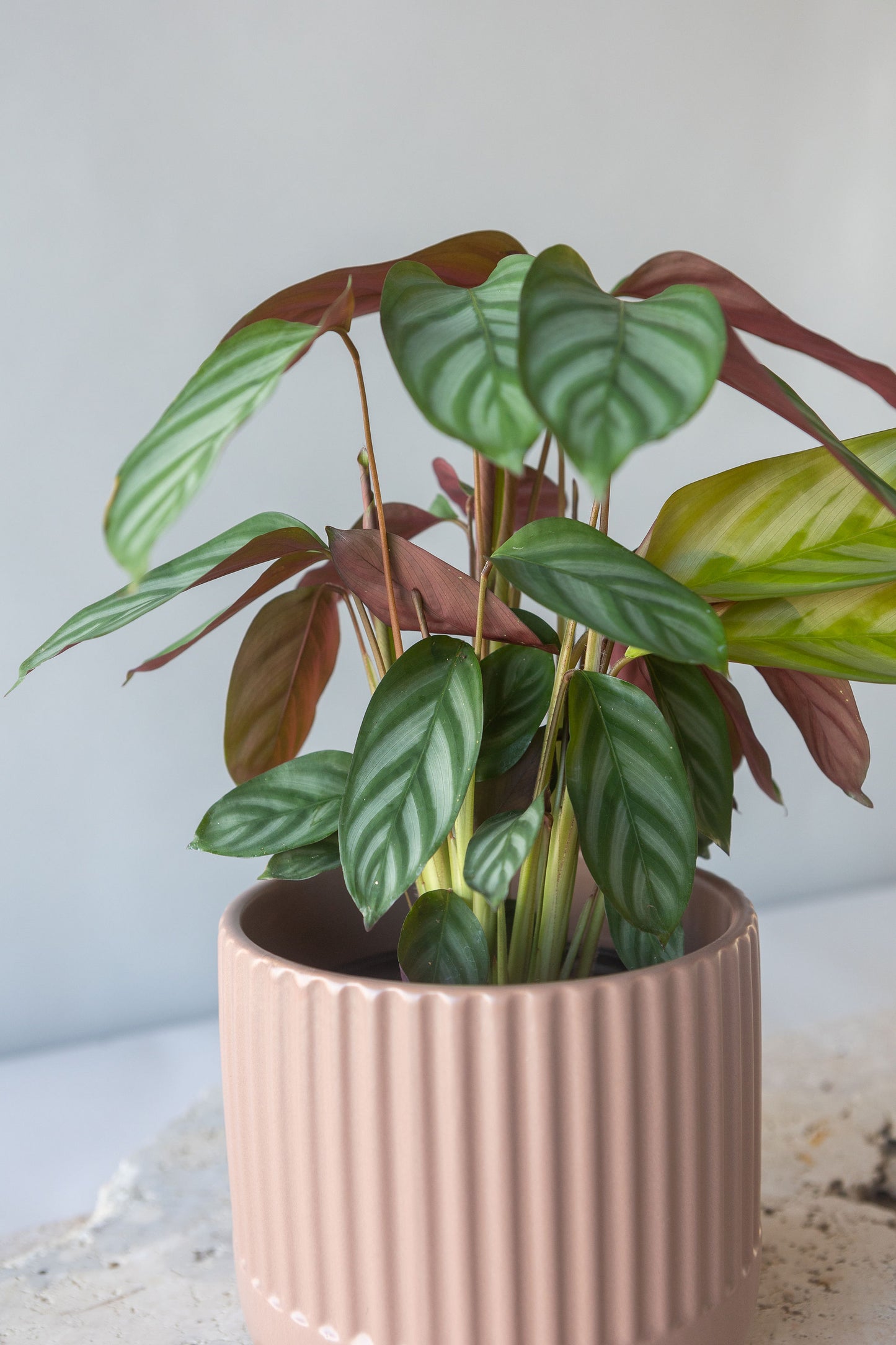 CTENANTHE SETOSA PLANT