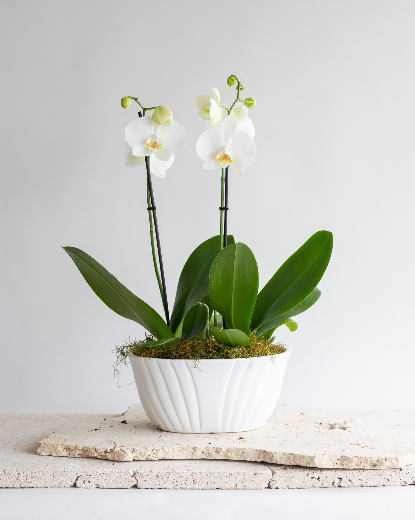 THE FLORENCE ORCHID BOWL