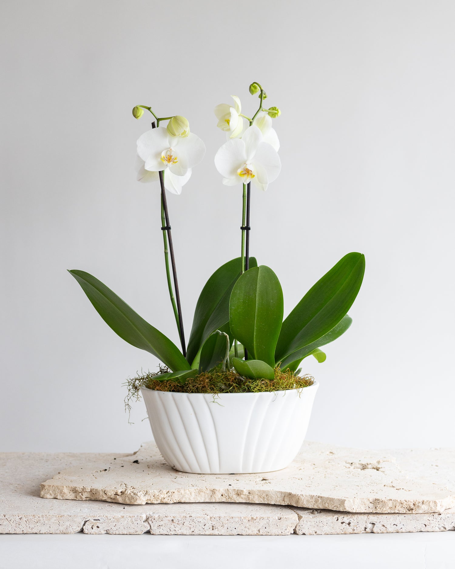 NEWEST PRODUCTS - Flowers After Hours