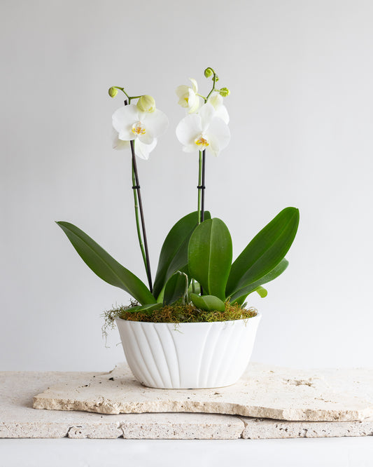 THE FLORENCE ORCHID BOWL