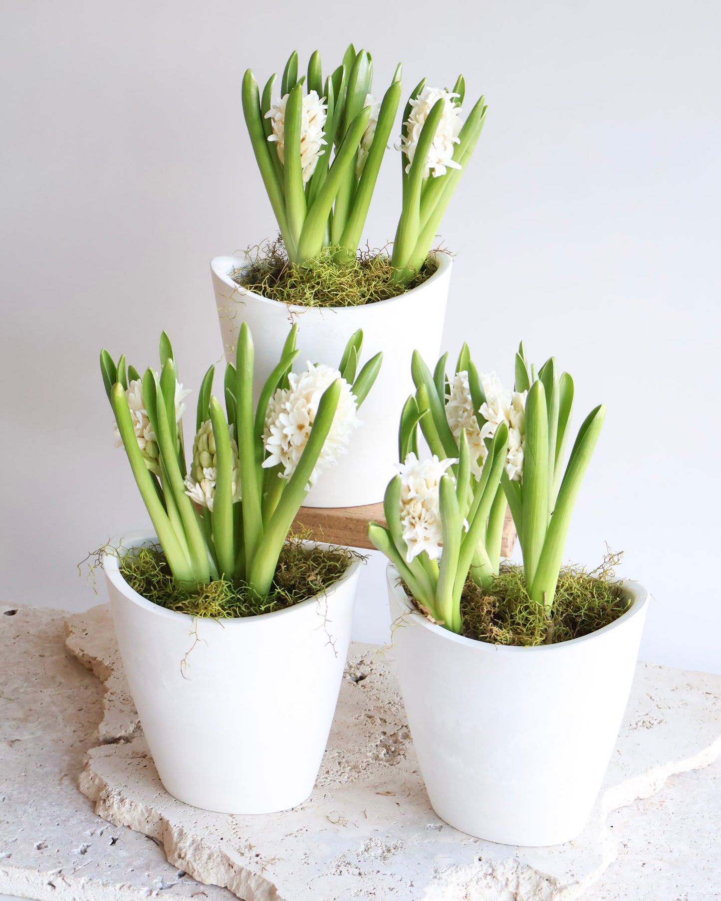 WEEKEND SPECIAL: WHITE HYACINTH PLANT