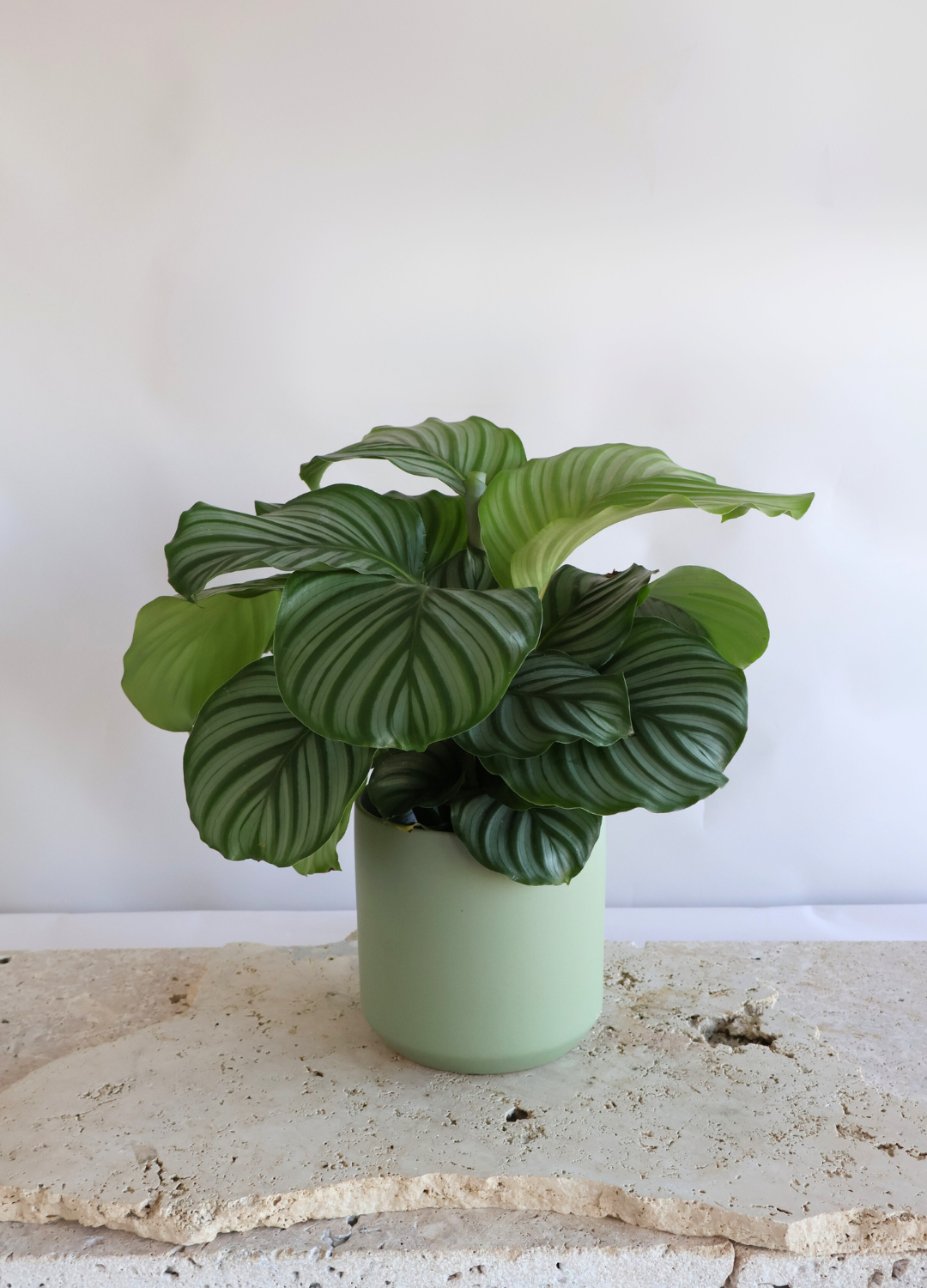 NEWEST PRODUCTS - Flowers After Hours