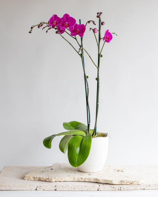 GRANDE PHALAENOPIS ORCHID PLANT: MAGENTA