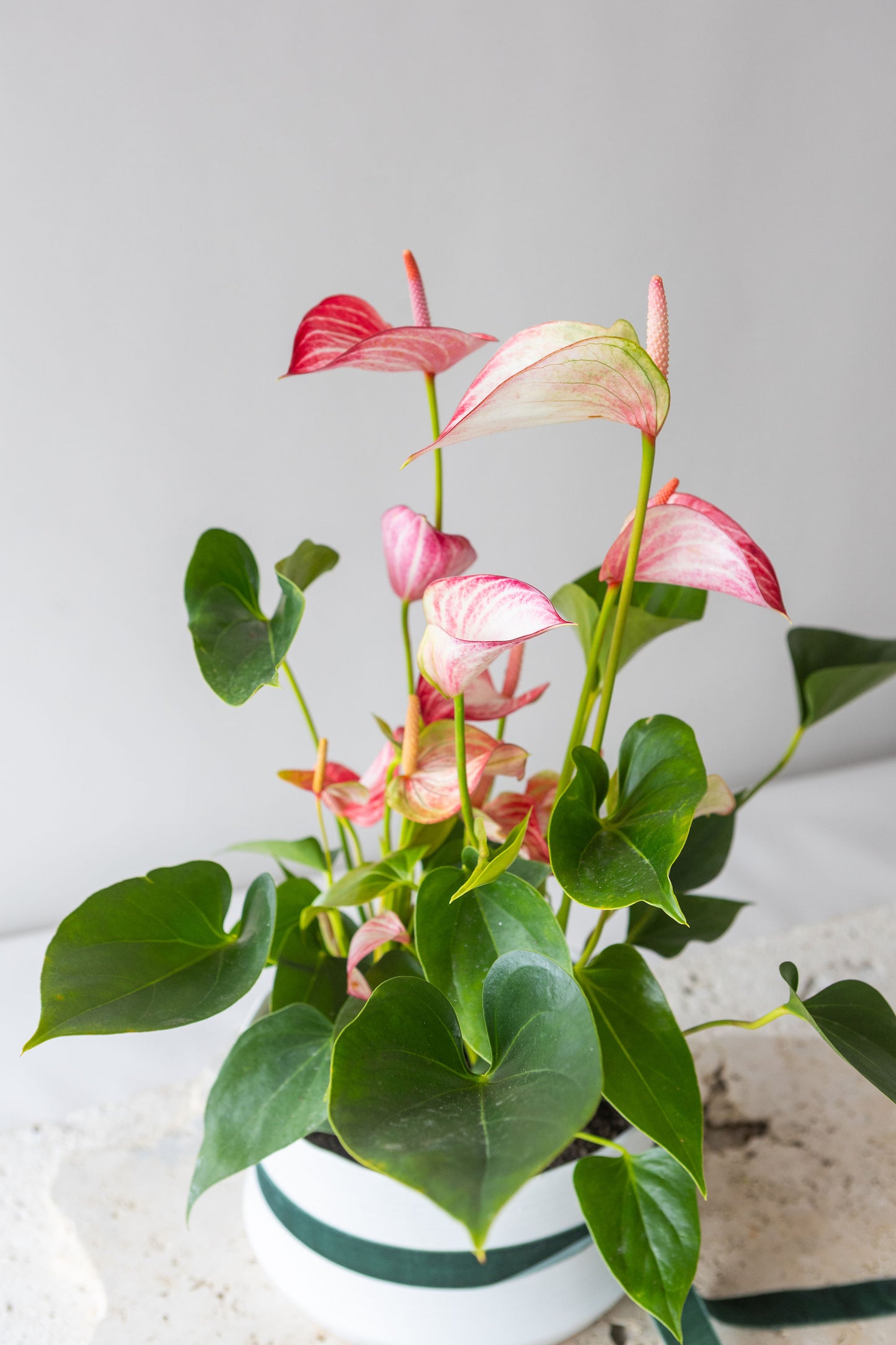 ANTHURIUM LIVIUM