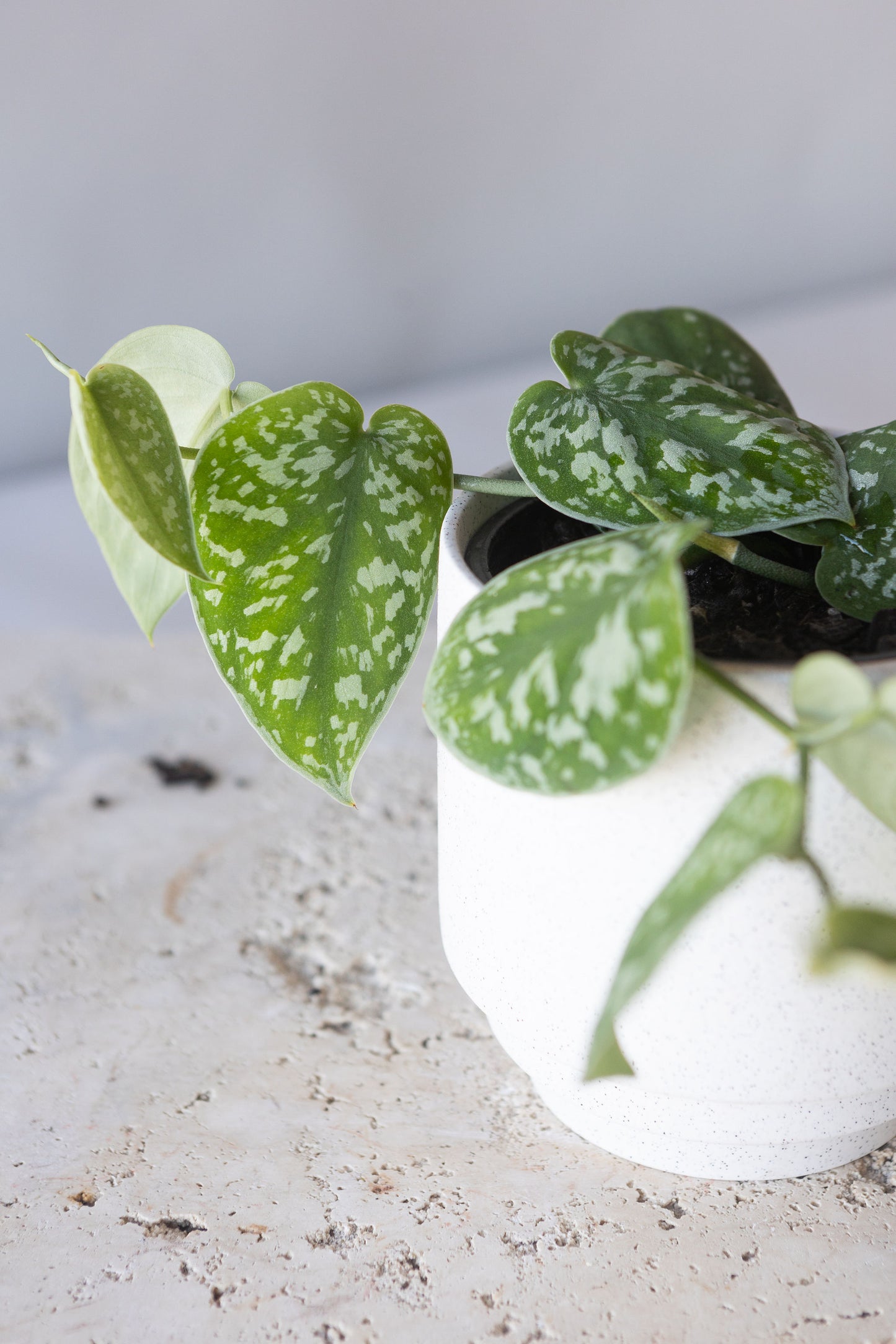 SATIN POTHOS PLANT