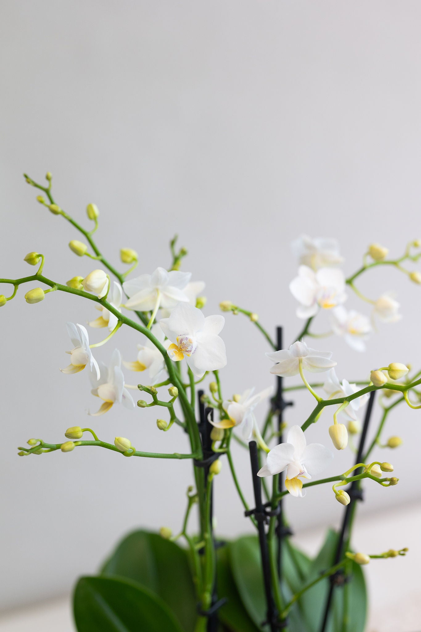 CELINE WHITE ORCHID BOWL