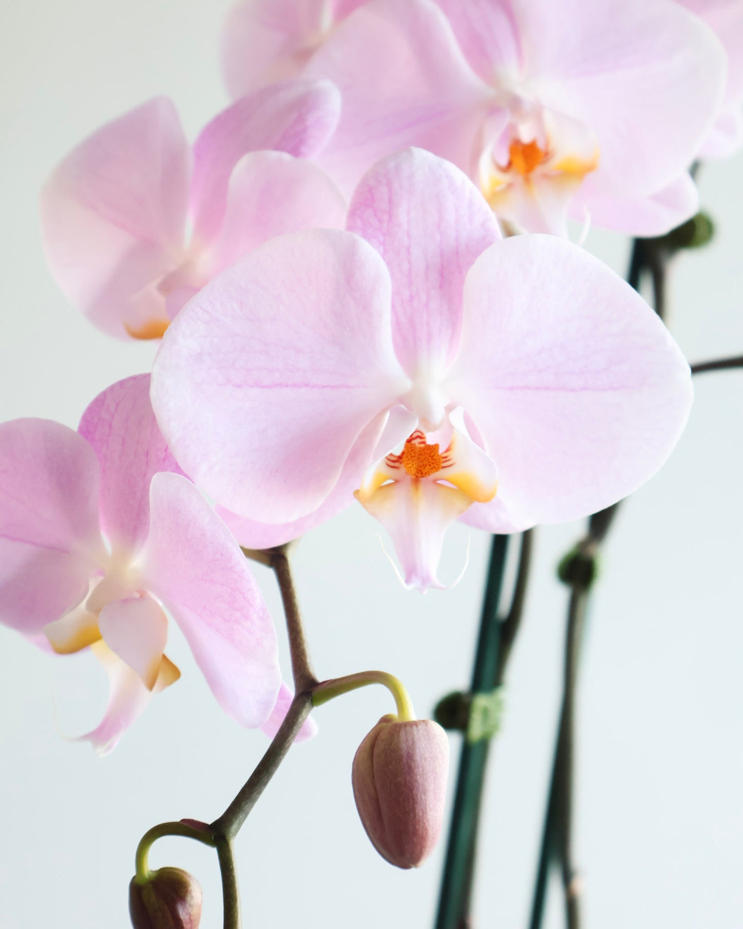 SOFT PINK BRANCHING PHALAENOPSIS ORCHID PLANT