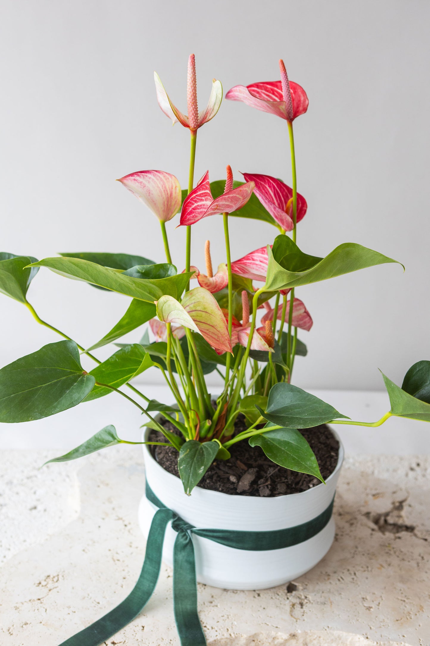 ANTHURIUM LIVIUM