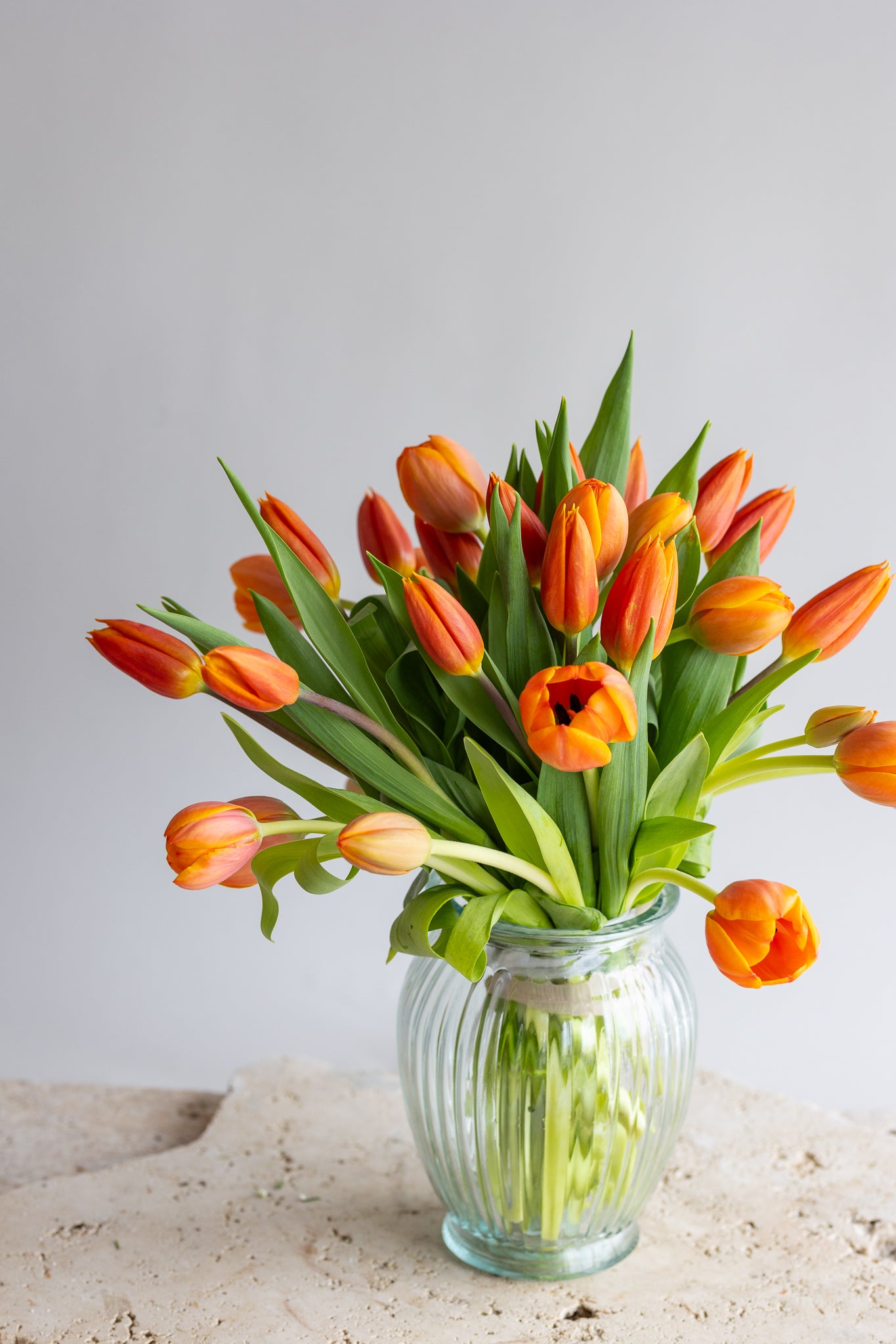 TULA: DUTCH PRIDE