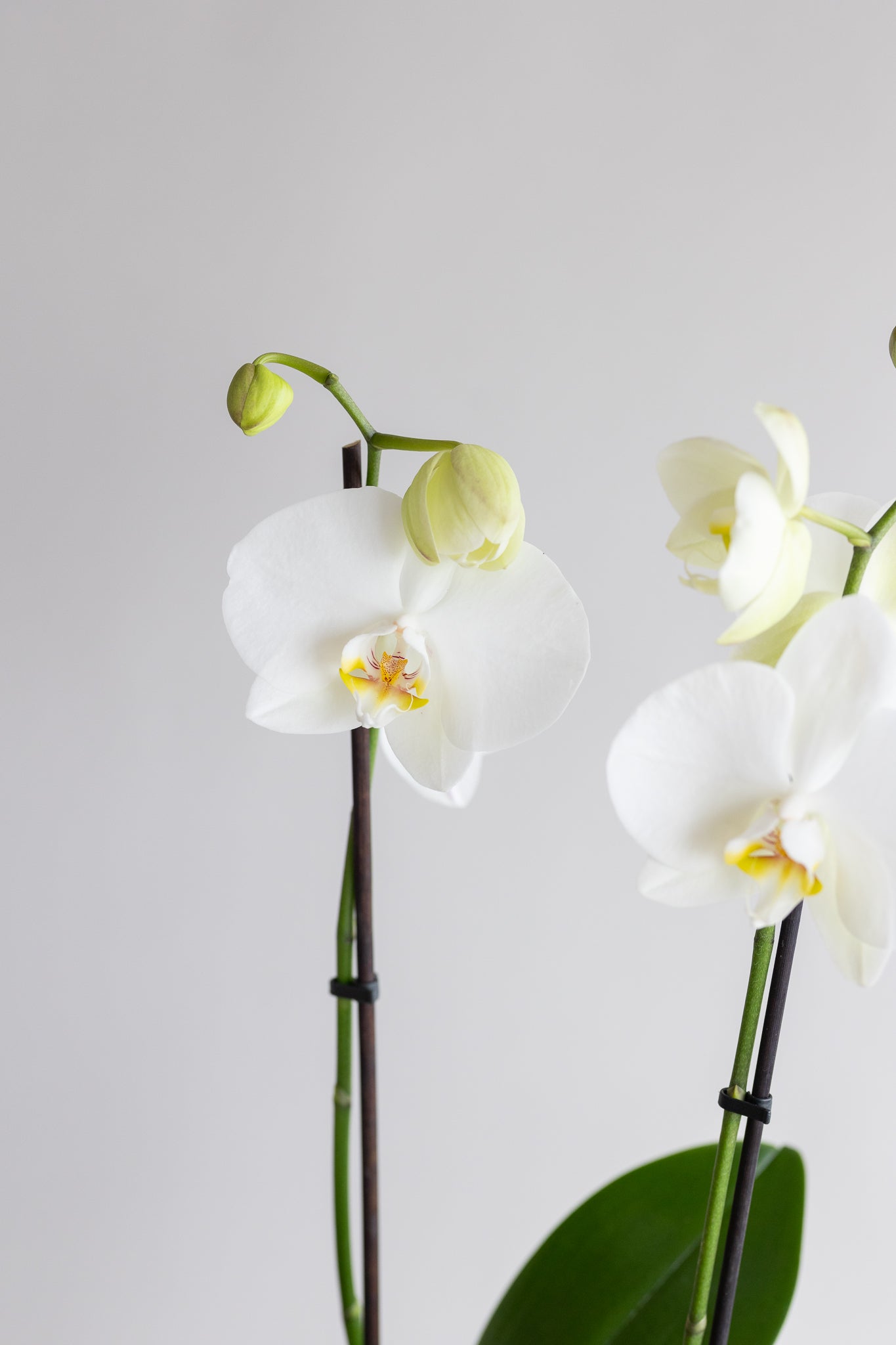 THE FLORENCE ORCHID BOWL