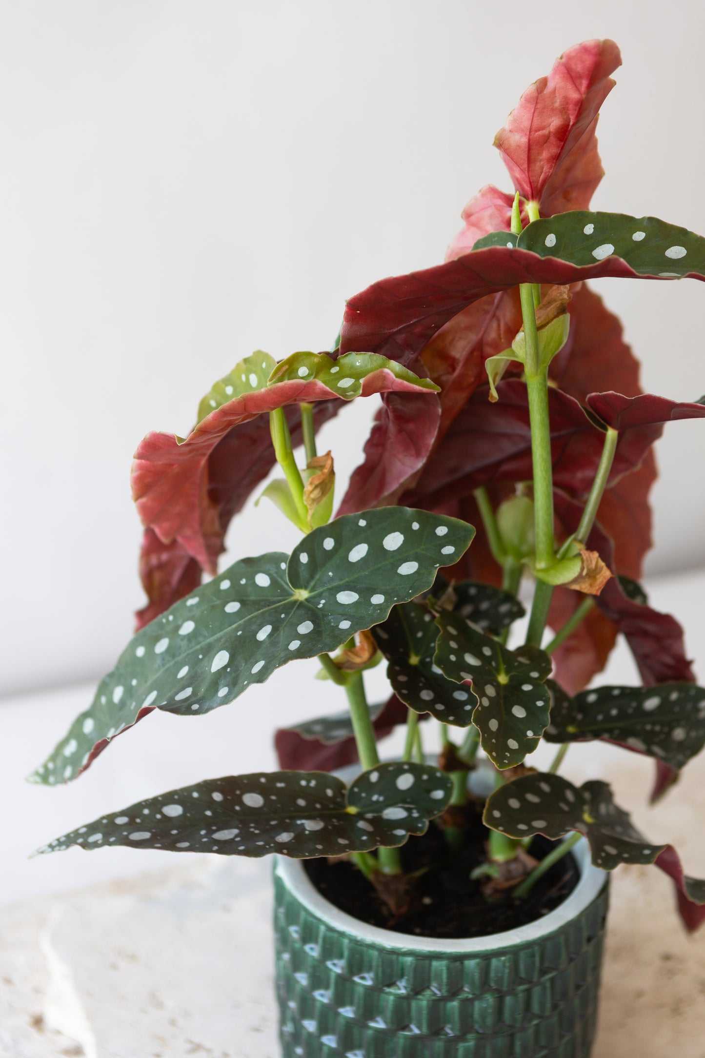 BEGONIA POLKA DOT