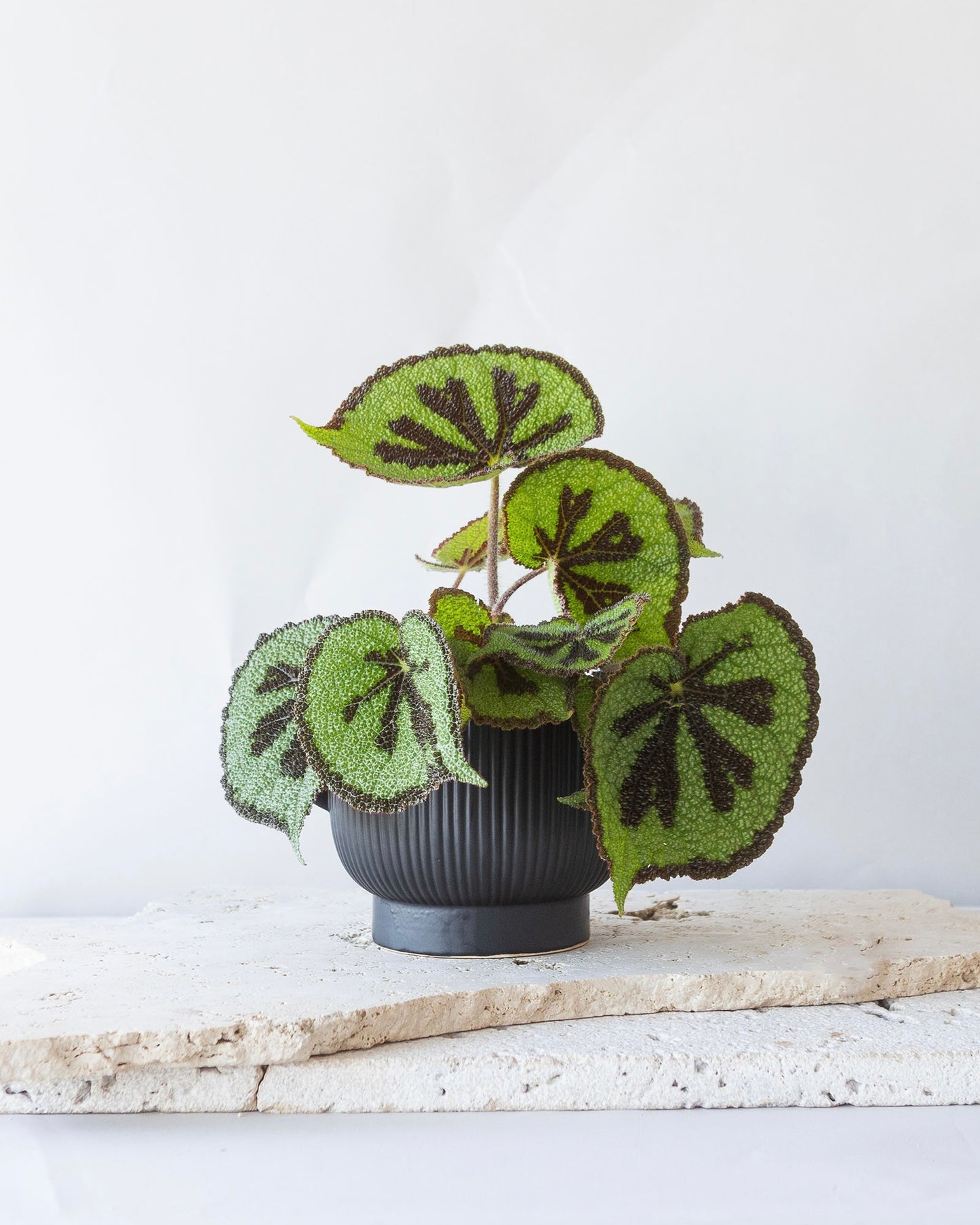 BEGONIA MOUNTAIN PLANT