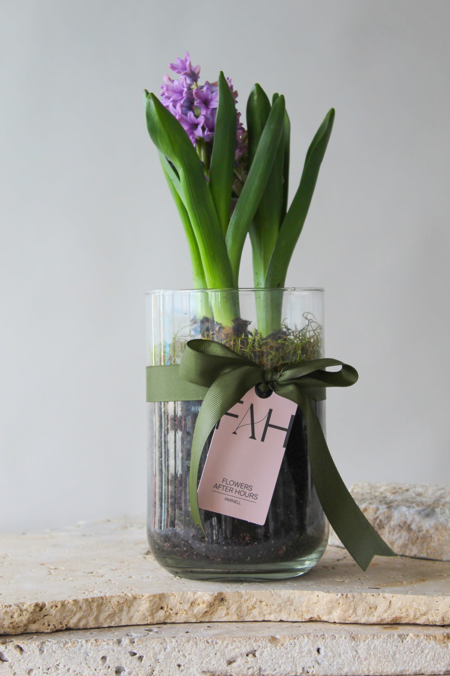 HYACINTH PLANTS