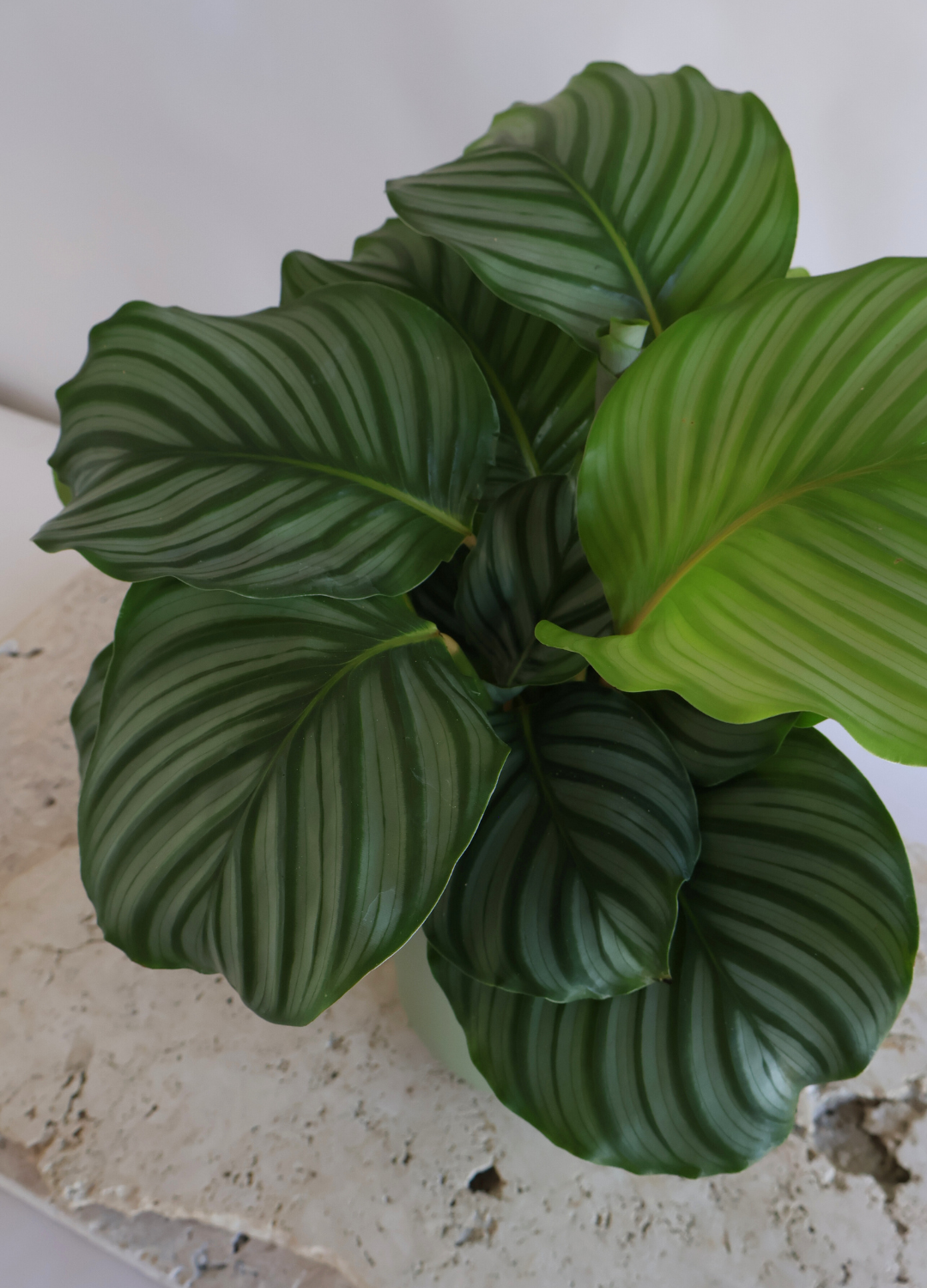 CALATHEA ORBIFOLIA