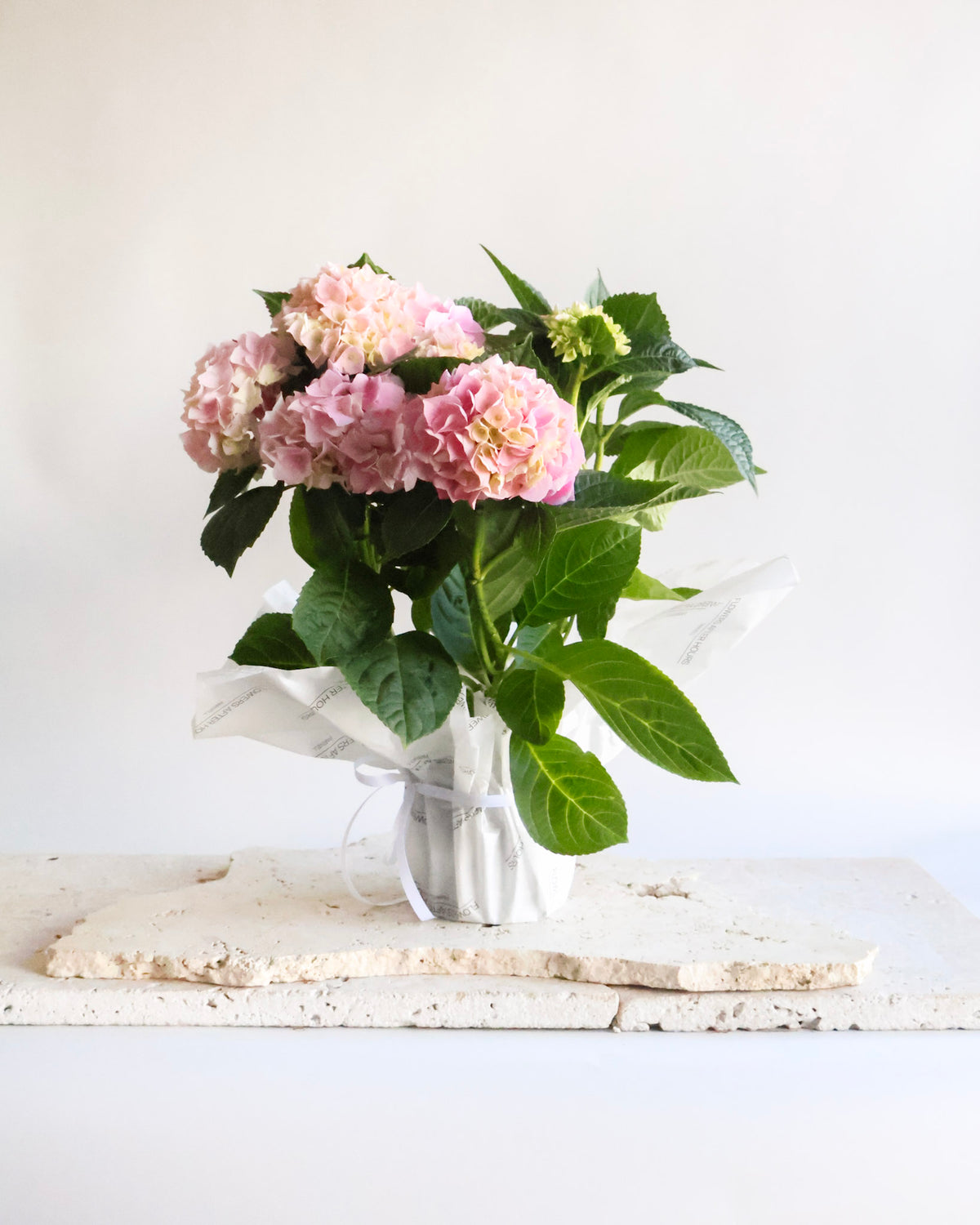 WEEKEND SPECIAL: HYDRANGEA PLANTS