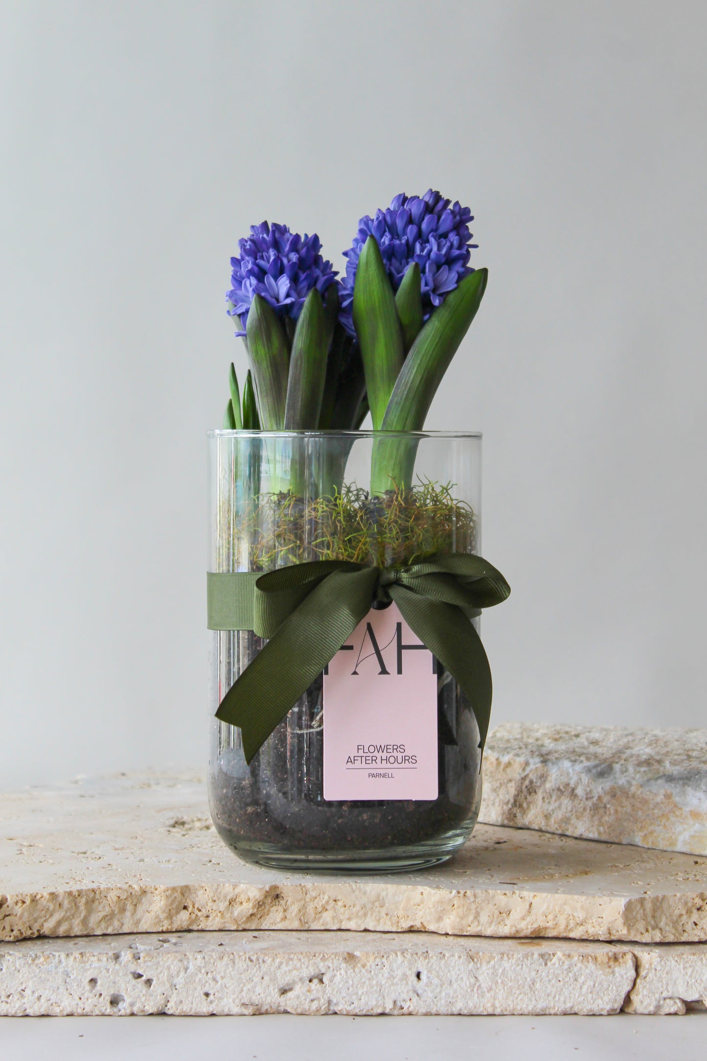 HYACINTH PLANTS