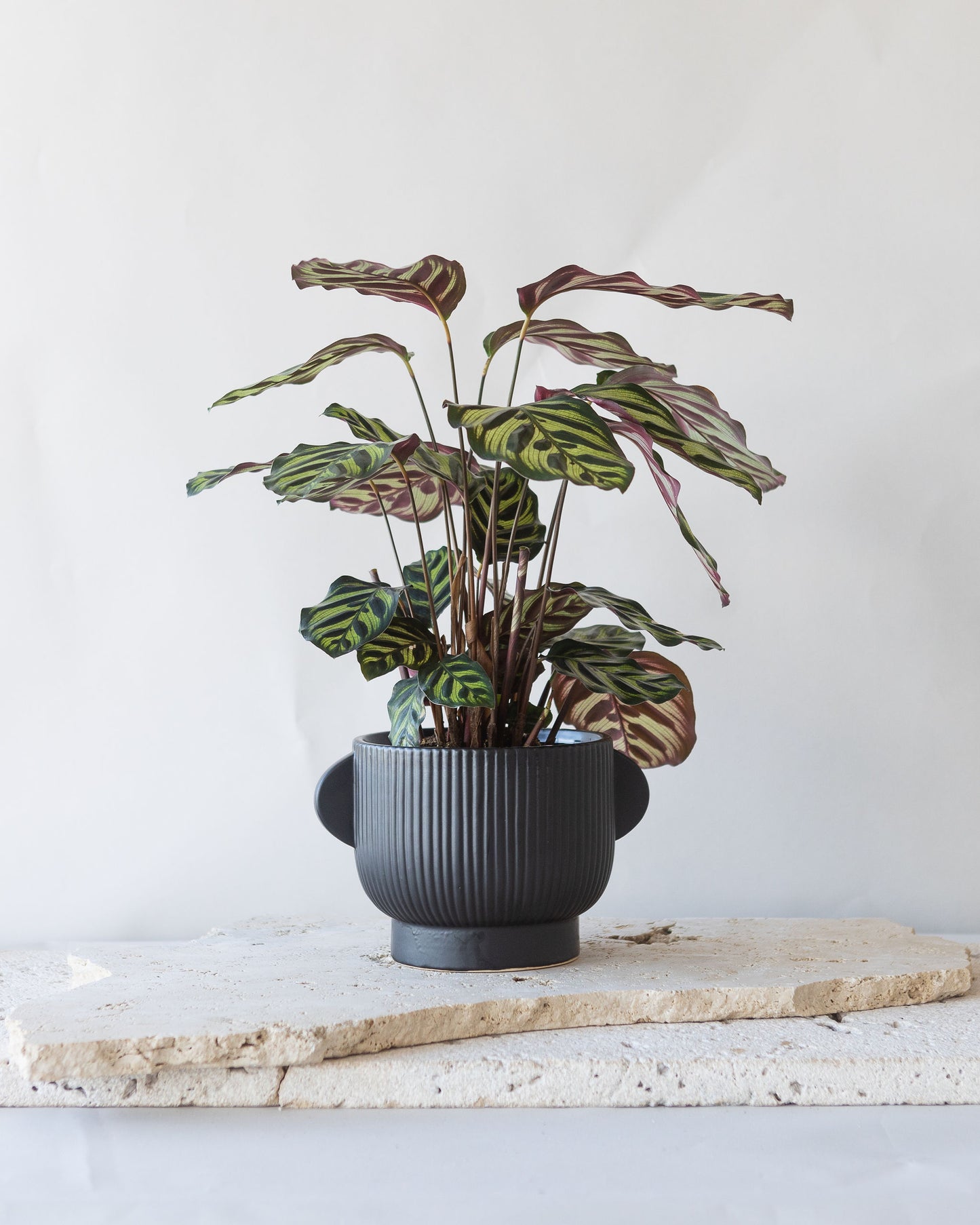 CALATHEA MAKOYANA PLANT