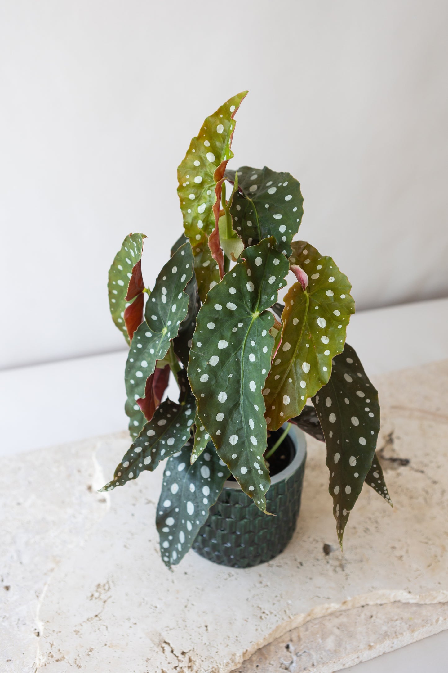 BEGONIA POLKA DOT