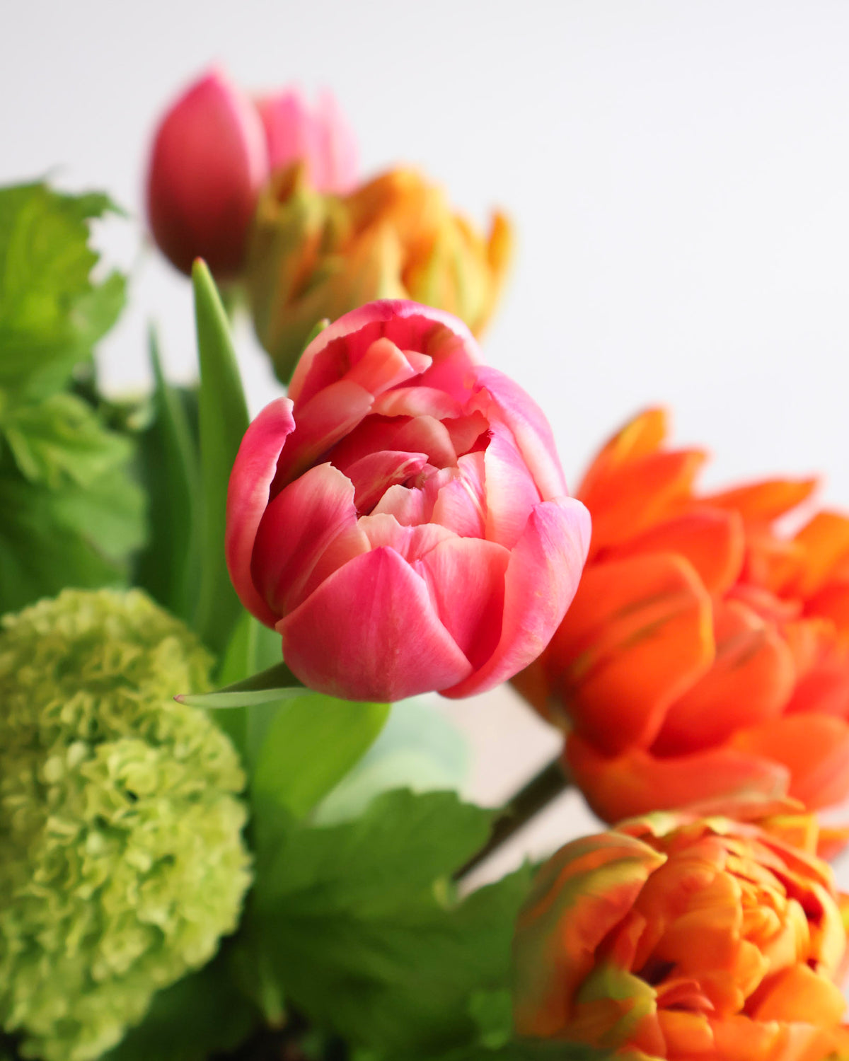 WEEKEND SPECIAL: DOUBLE TULIP DAYDREAM