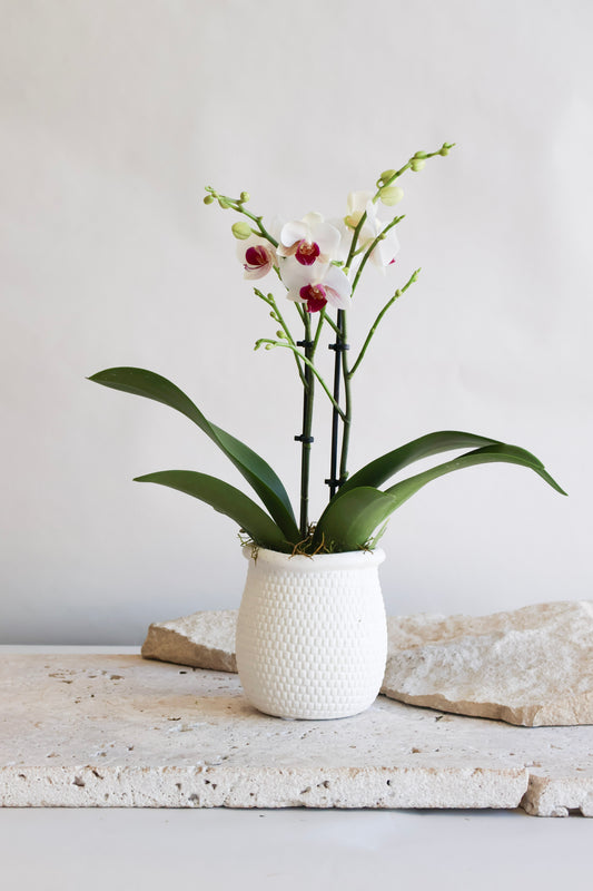 WEEKEND SPECIAL: HOT LIPS PETITE PHALAENOPSIS ORCHID PLANT