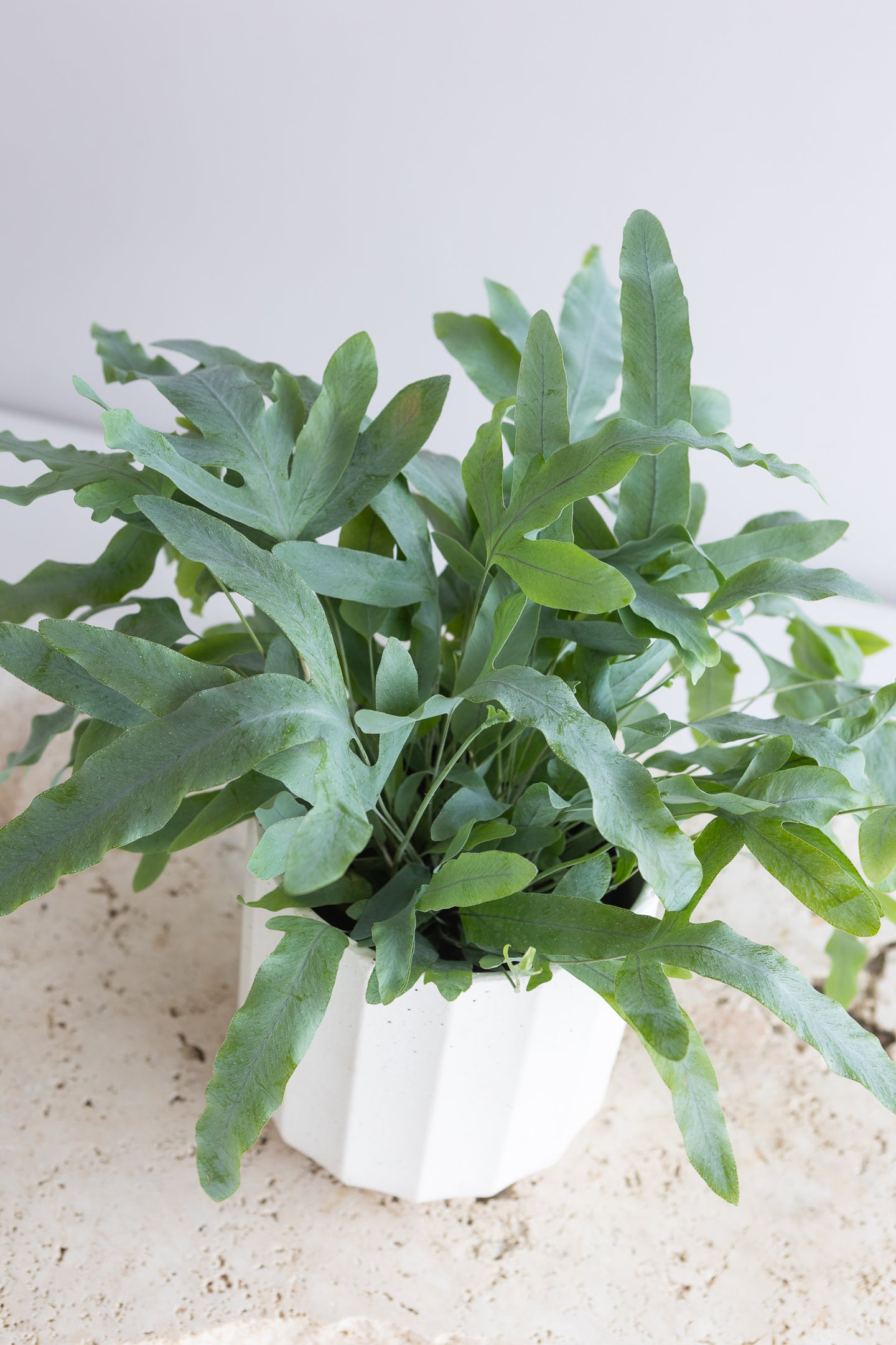 BLUE STAR FERN PLANT